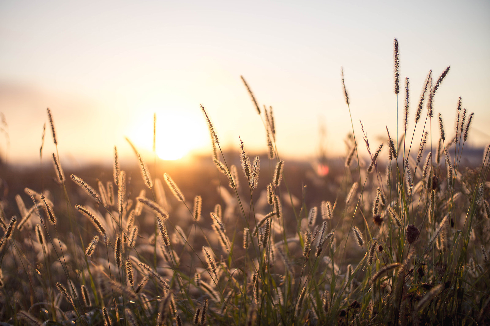 50mm F1 sample photo