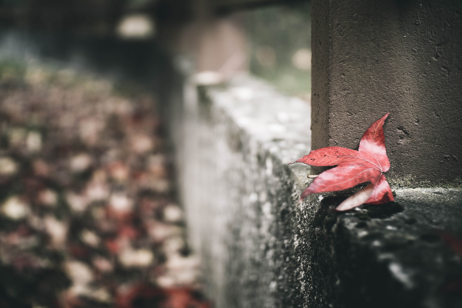 50mm F1 sample photo. Untitled photography