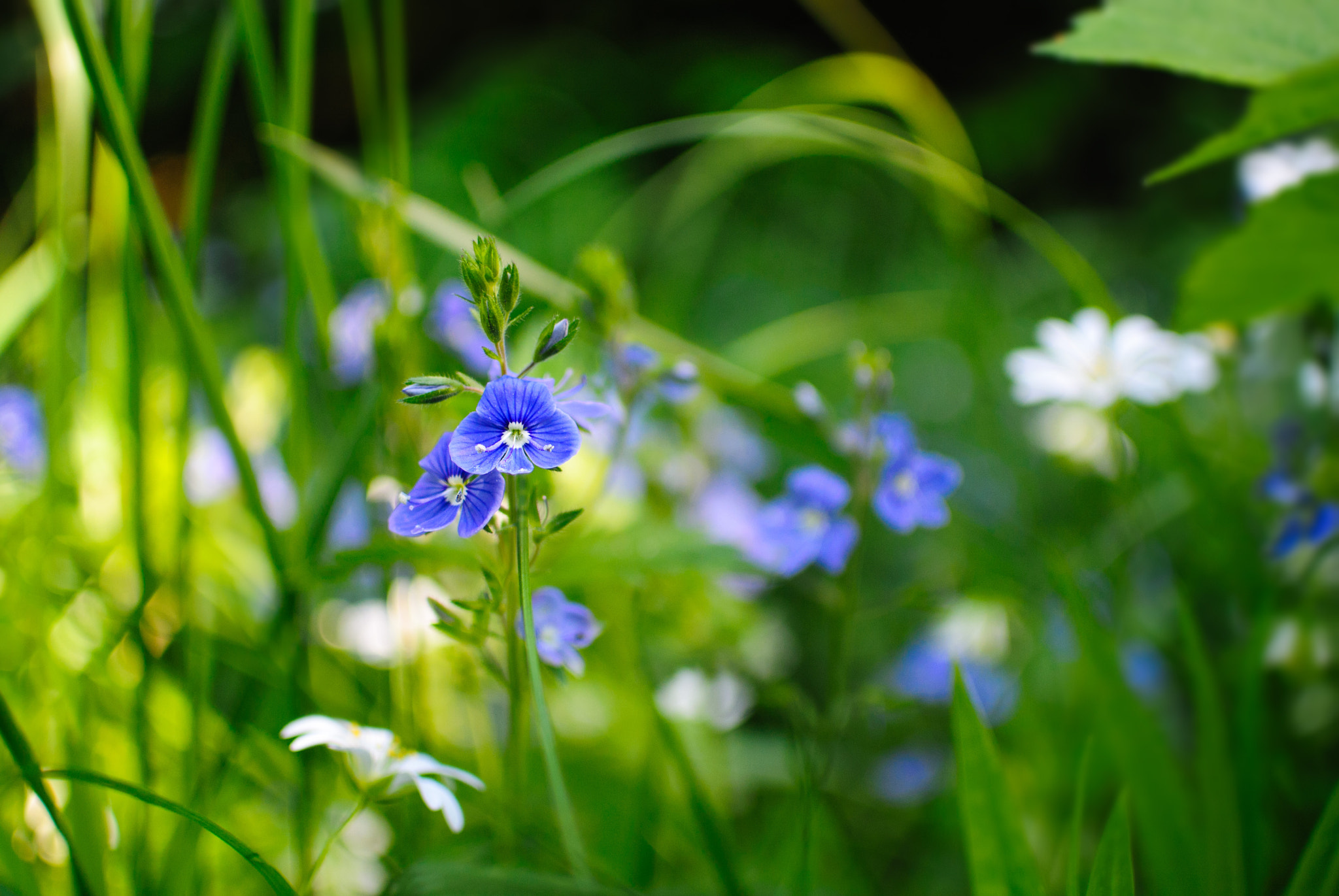 Nikon 1 J1 + Nikon 1 Nikkor 18.5mm F1.8 sample photo. (*****) photography