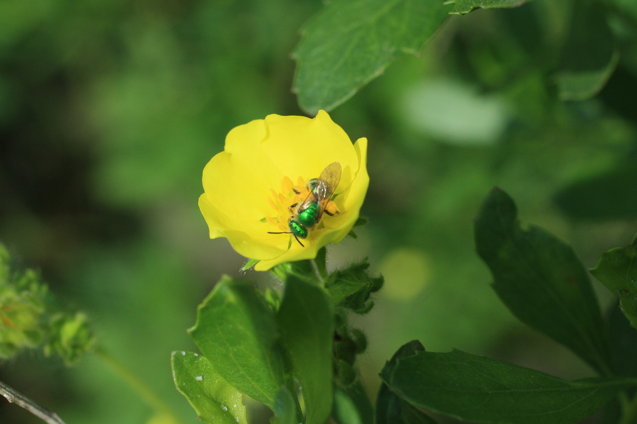 Canon EF 50mm F2.5 Macro sample photo. Gif wright_van dusen_may 25 photography