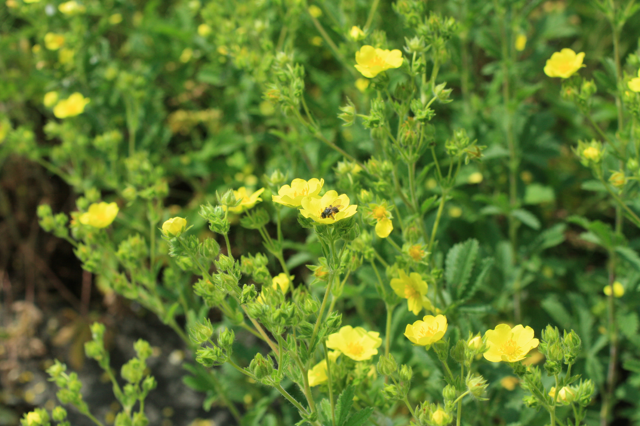 Canon EF 50mm F2.5 Macro sample photo. Gif wright_van dusen_may 25 photography