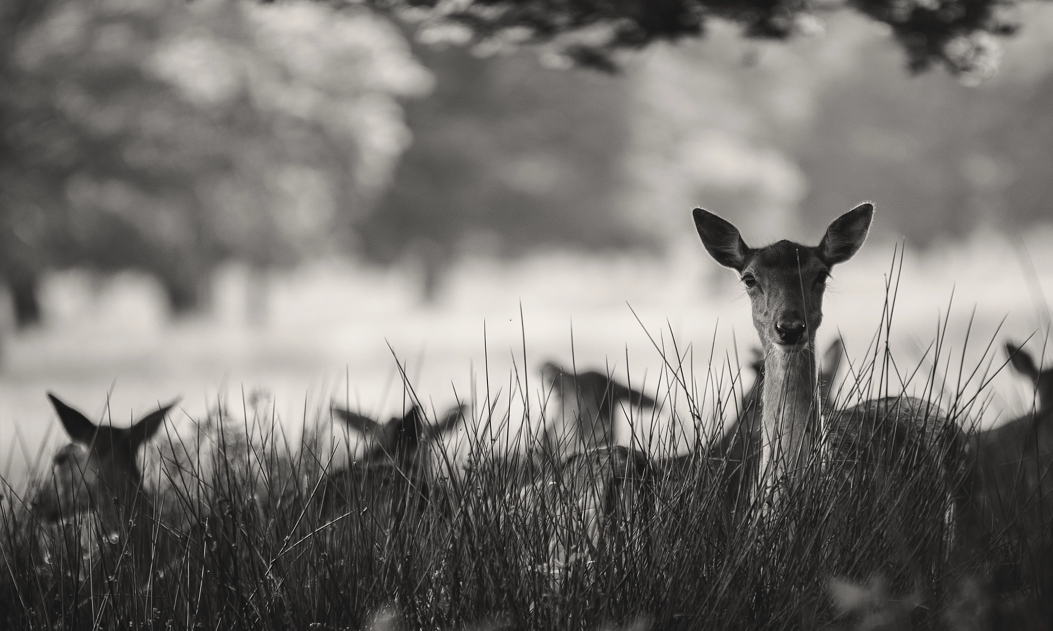 Sony a7R II + 70-200mm F2.8 sample photo. Hi photography