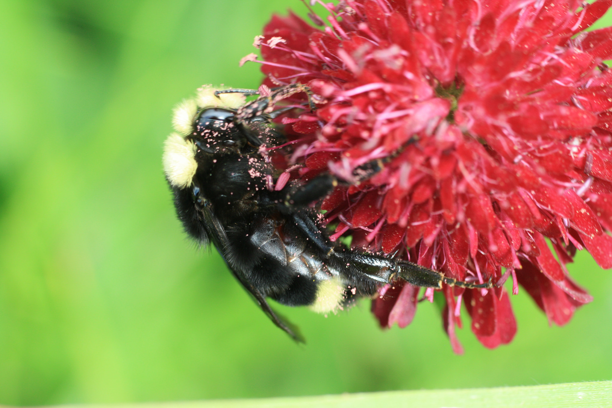 Canon EF 50mm F2.5 Macro sample photo. Gif wright_van dusen_may 25 photography