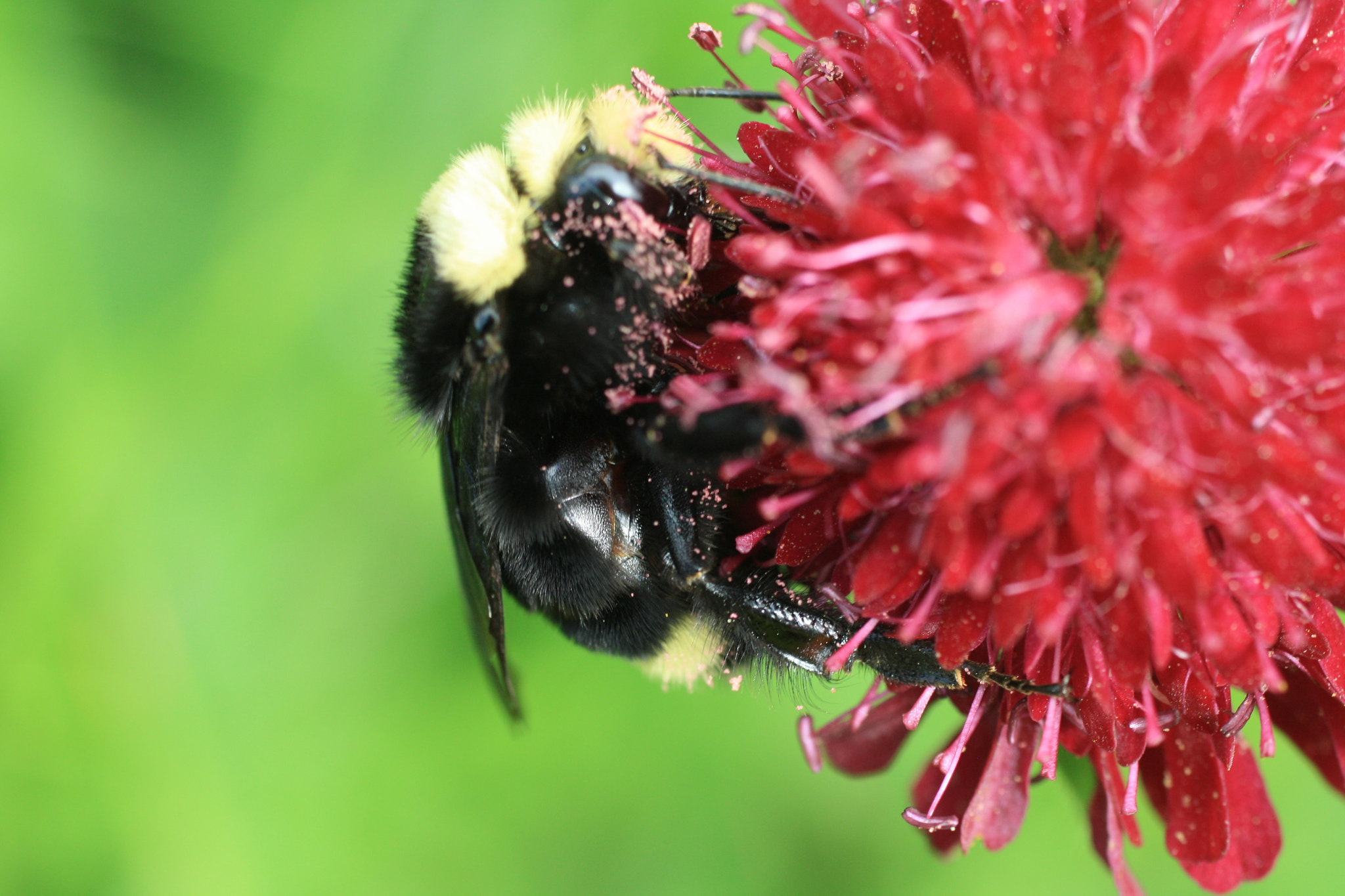 Canon EF 50mm F2.5 Macro sample photo. Gif wright_van dusen_may 25 photography