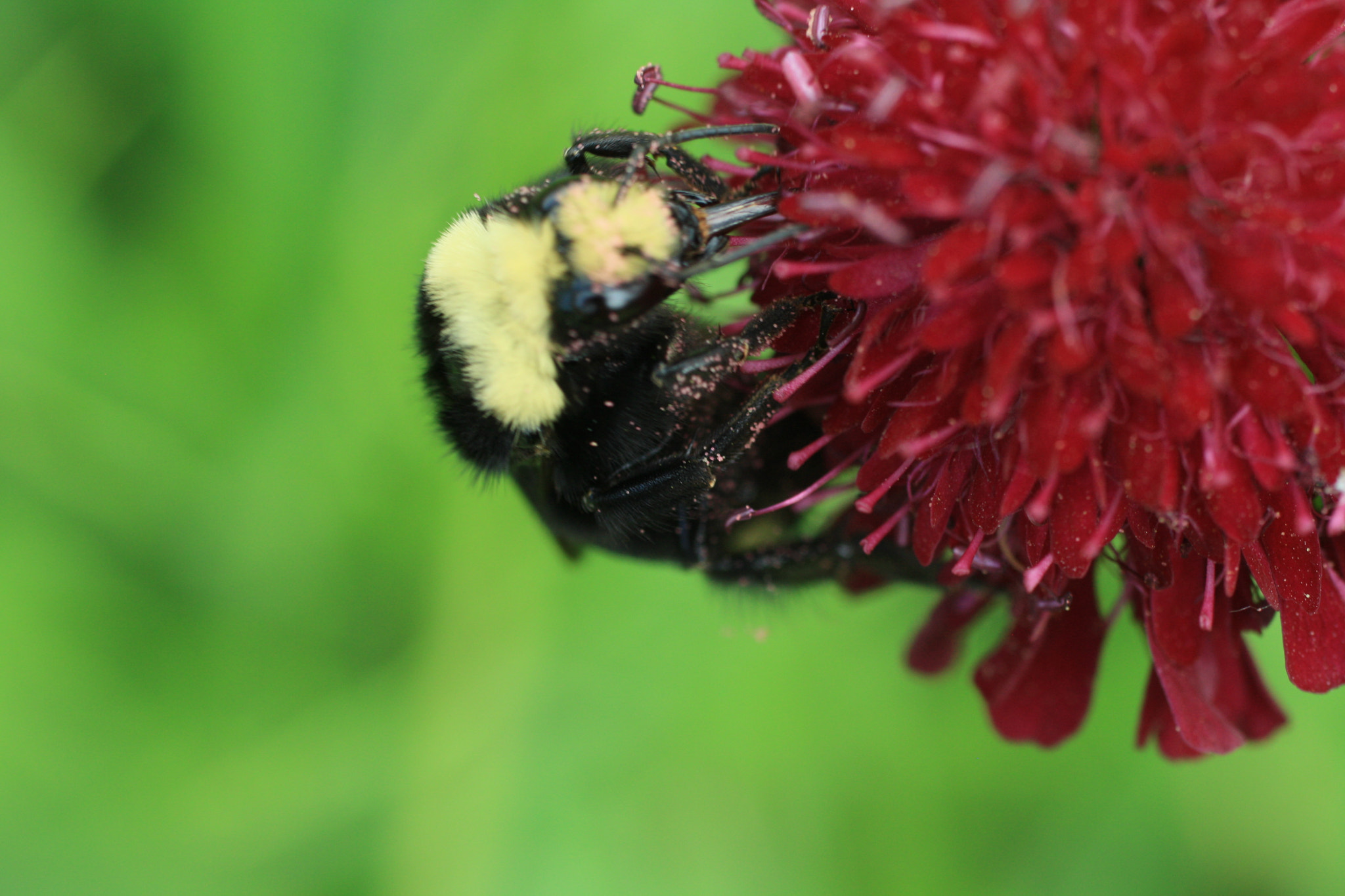 Canon EF 50mm F2.5 Macro sample photo. Gif wright_van dusen_may 25 photography