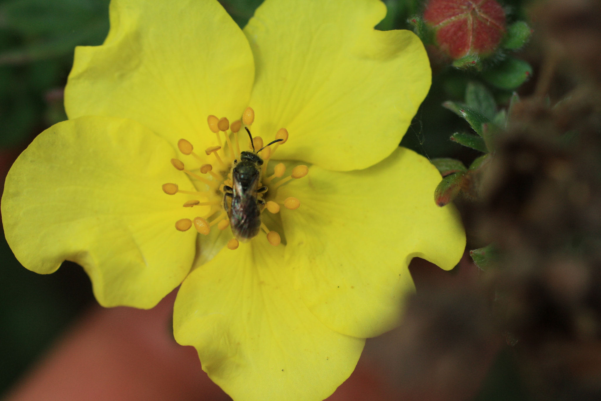 Canon EF 50mm F2.5 Macro sample photo. Gif wright_van dusen_may 25 photography
