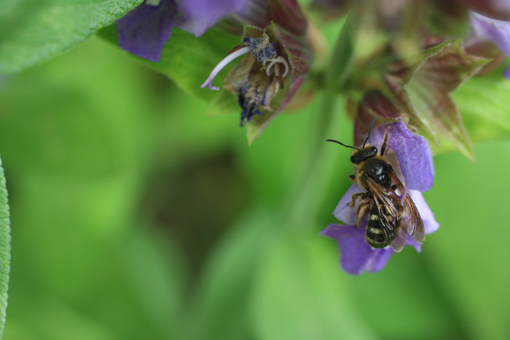 Canon EF 50mm F2.5 Macro sample photo. Gif wright_van dusen_may 25 photography