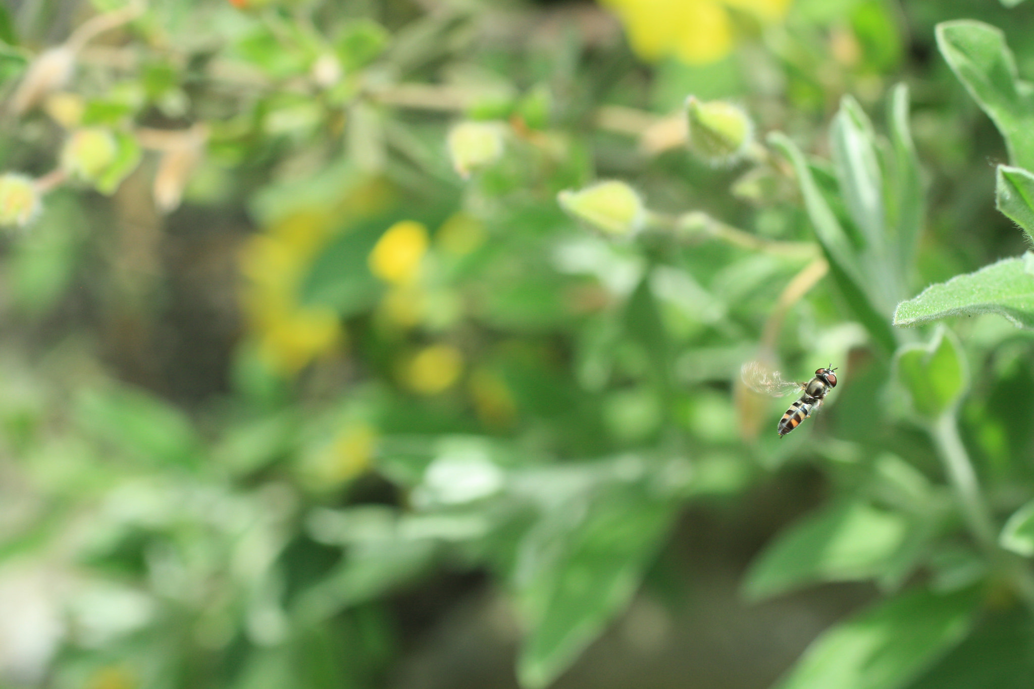 Canon EF 50mm F2.5 Macro sample photo. Gif wright_van dusen_may 25 photography