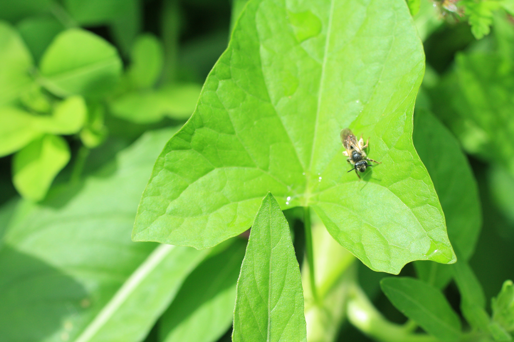 Canon EF 50mm F2.5 Macro sample photo. Gif wright_van dusen_may 25 photography