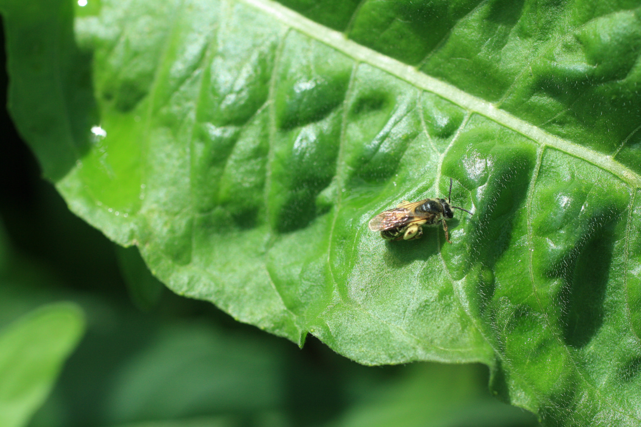Canon EF 50mm F2.5 Macro sample photo. Gif wright_van dusen_may 25 photography