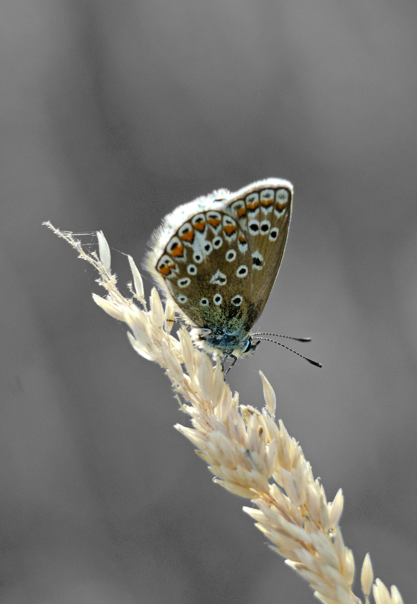 Nikon D200 sample photo. Icarus photography