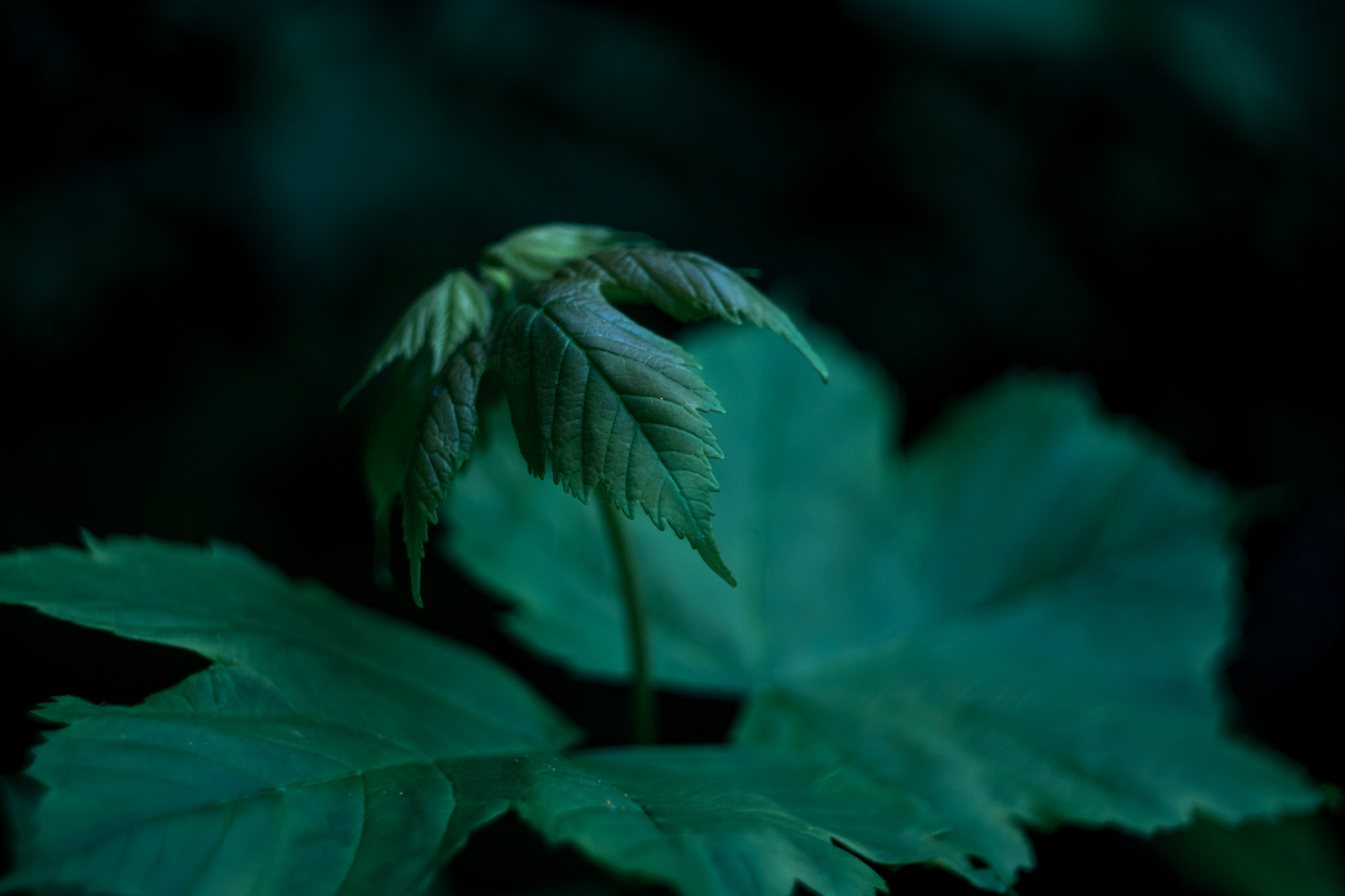 Sony SLT-A77 + Minolta AF 50mm F1.7 sample photo. Pinnule photography