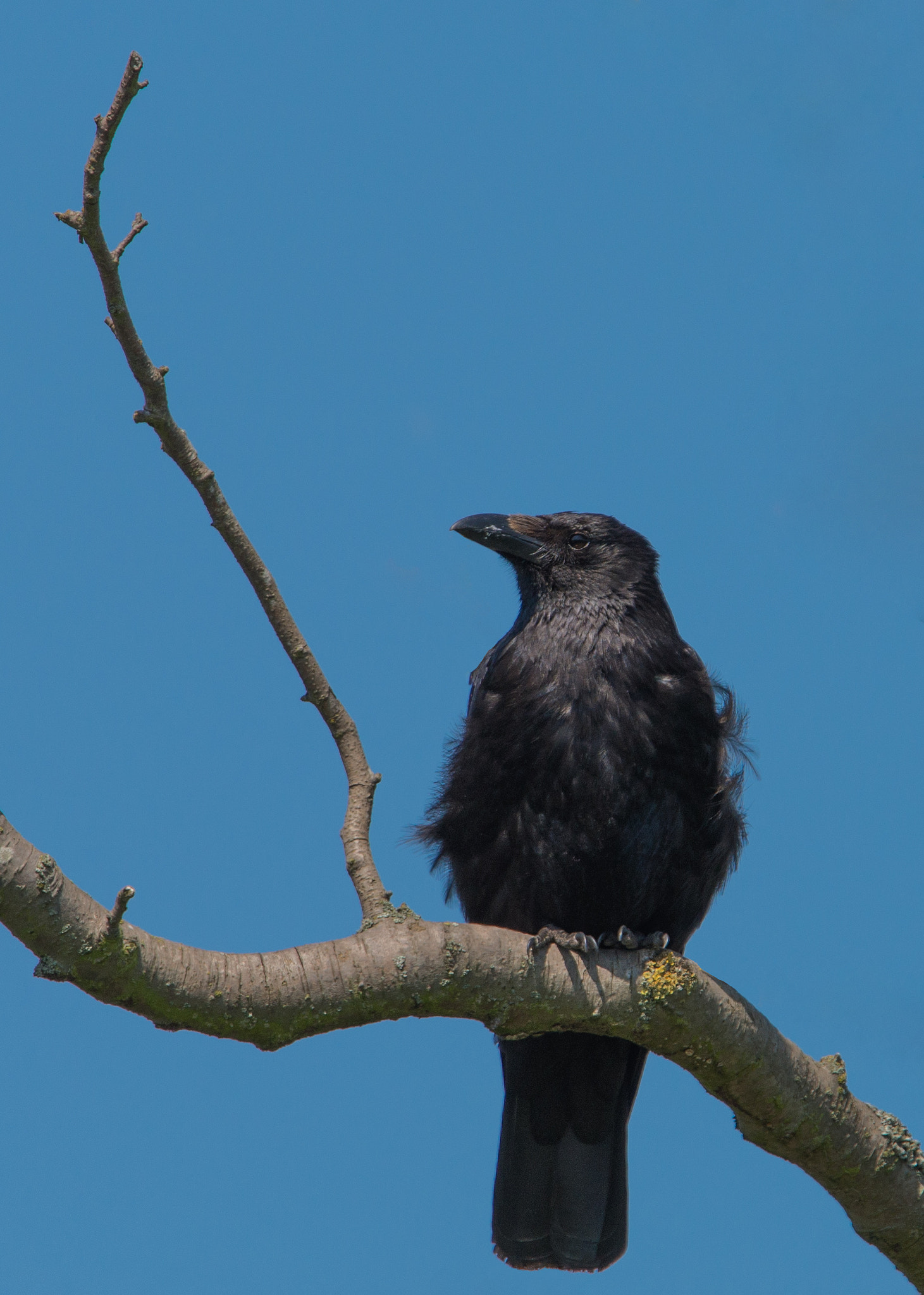 Nikon D800E sample photo. Crow photography