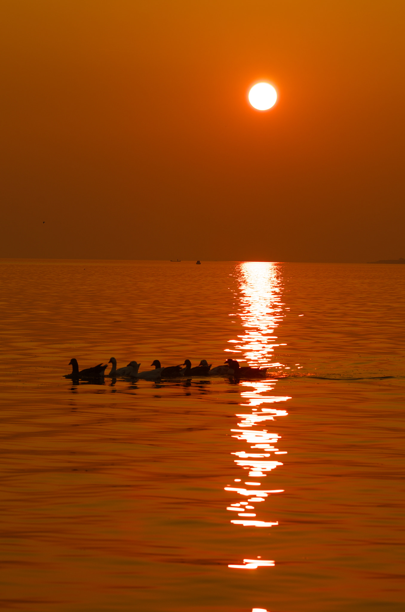 Pentax K-5 + Sigma APO 70-200mm F2.8 EX sample photo. Sunset and ducks photography