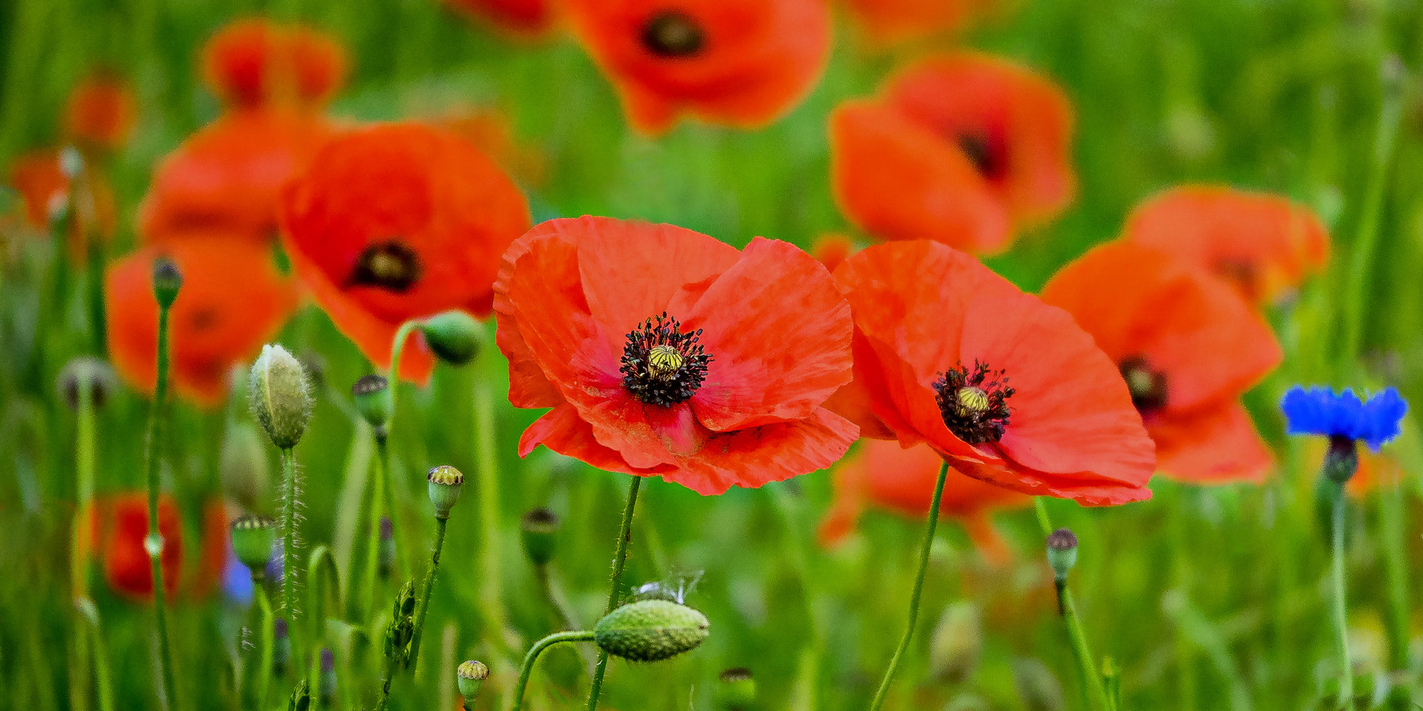 Panasonic Lumix G X Vario 35-100mm F2.8 OIS sample photo. Poppies photography