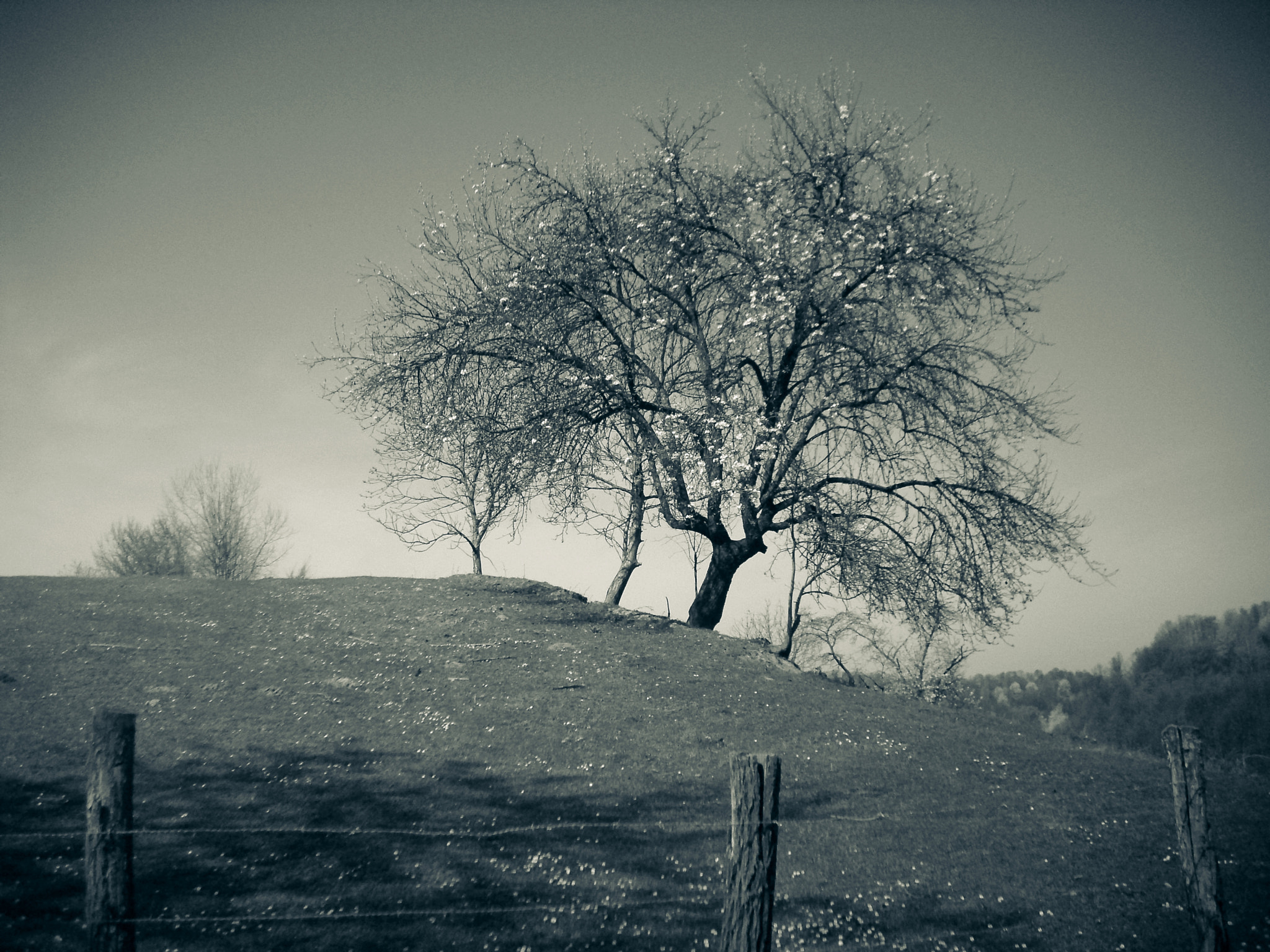 Benq DC C1060 sample photo. Solitude photography