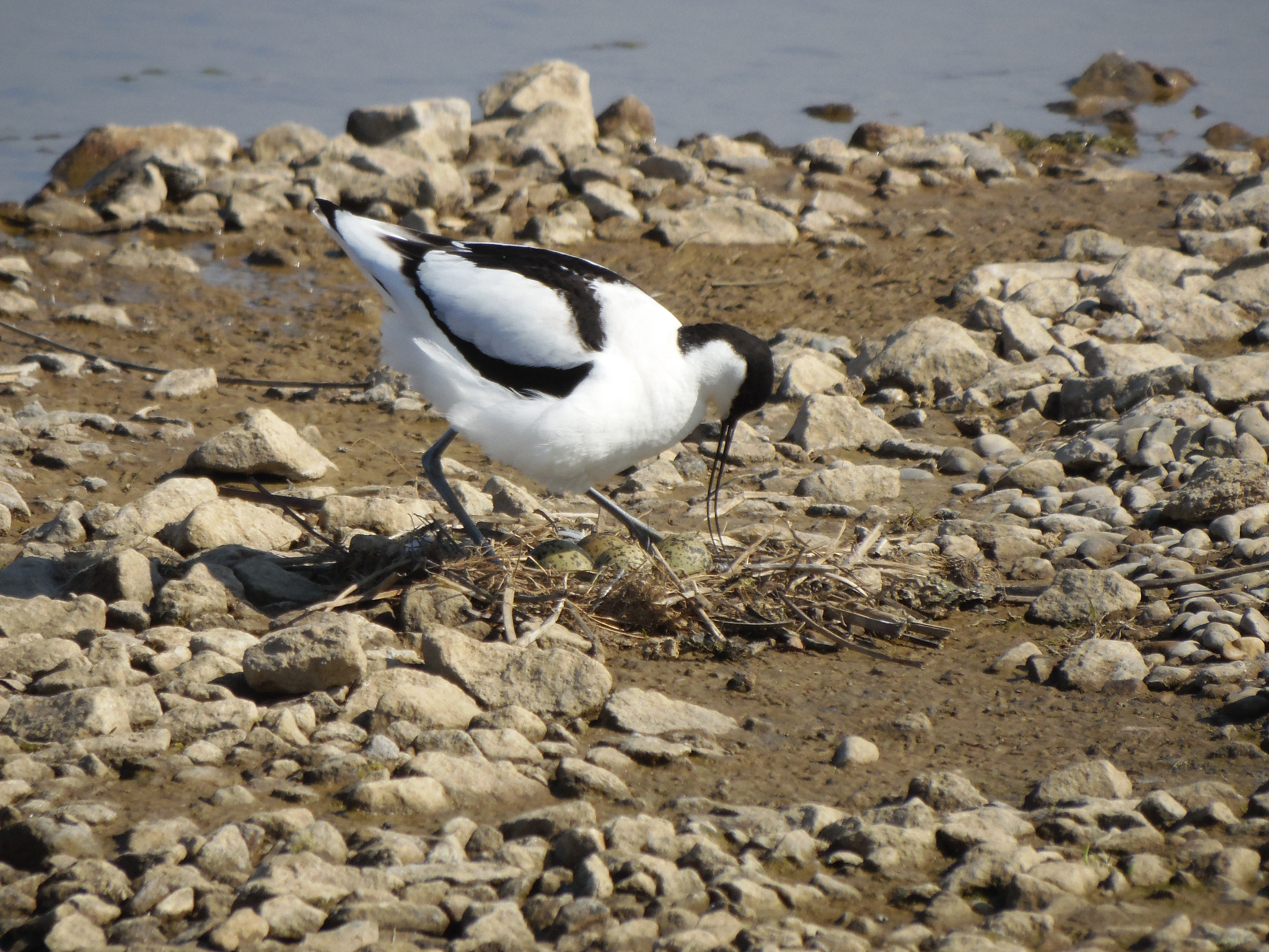 Samsung WB2200F sample photo. Nesting avocet photography