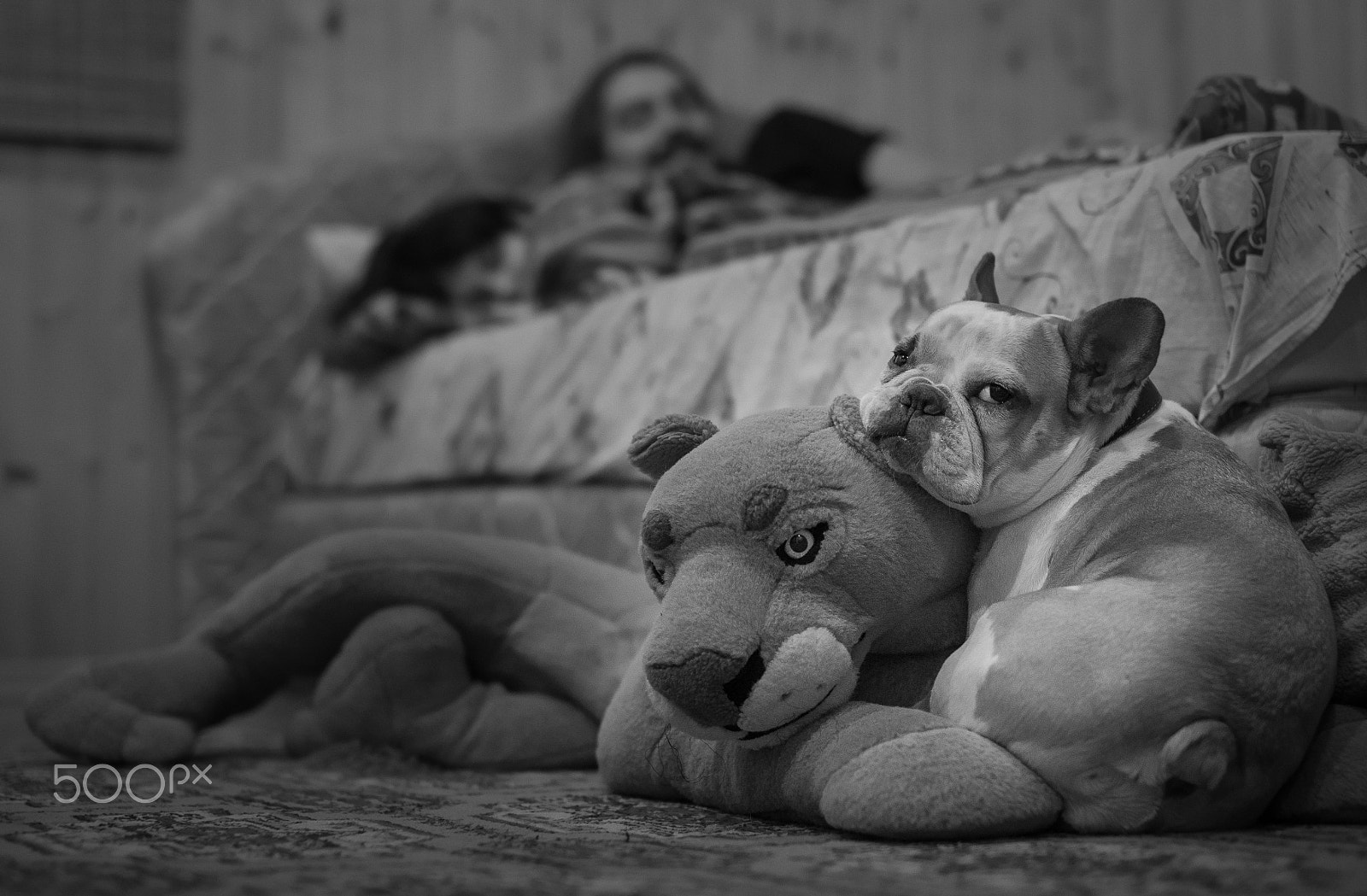 Nikon D610 + Sigma 50mm F1.4 EX DG HSM sample photo. The lion and the doggy photography