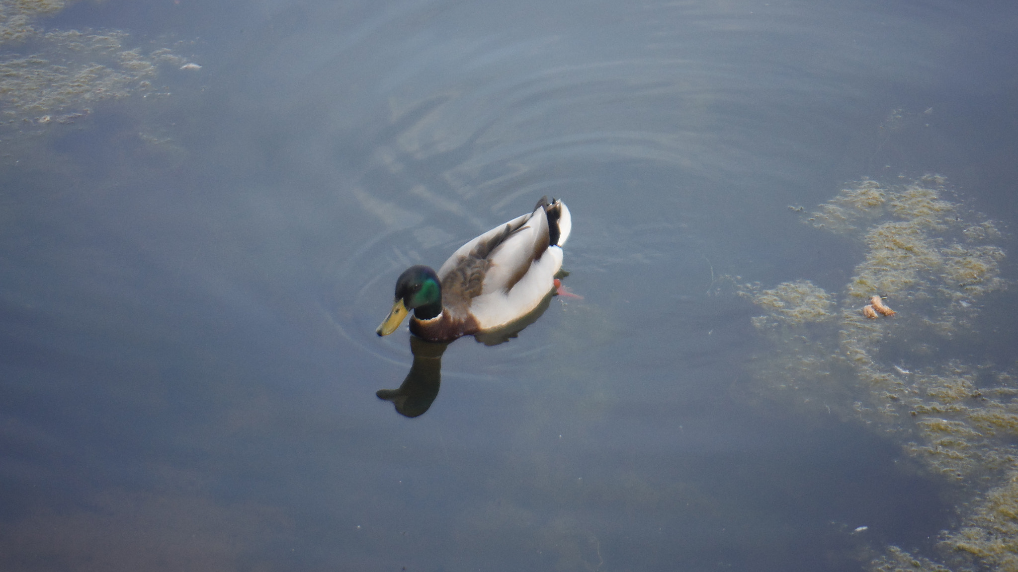 Fujifilm FinePix XP70 XP71 XP75 sample photo. Quack quack photography