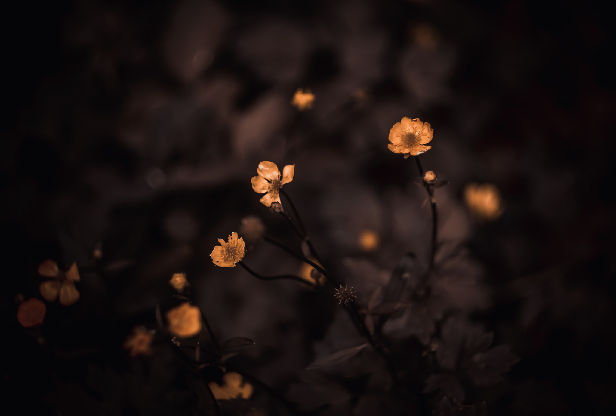 Sony SLT-A77 + Minolta AF 50mm F1.7 sample photo. Yellow flowers photography