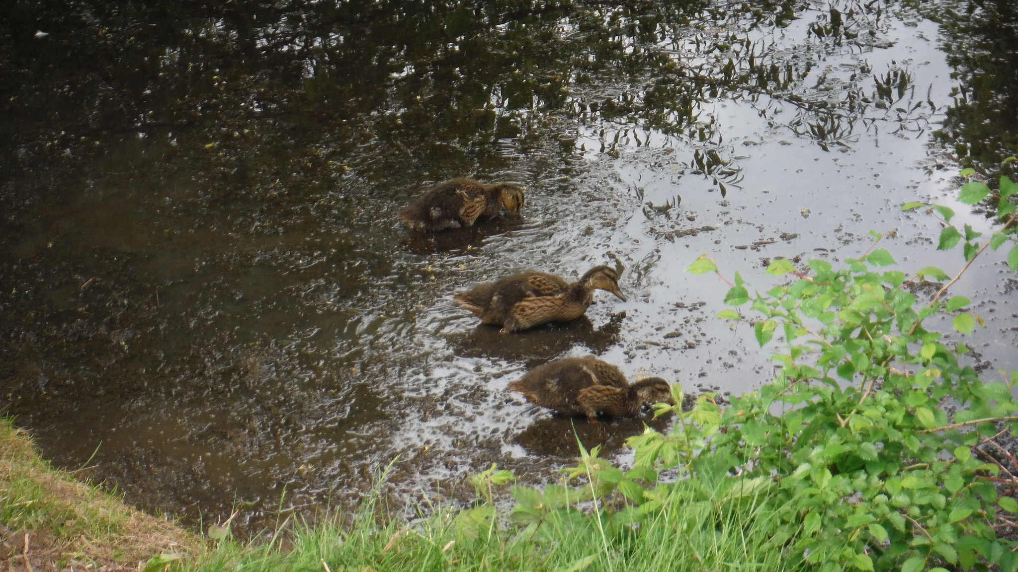 Fujifilm FinePix XP70 XP71 XP75 sample photo. Quack quack photography