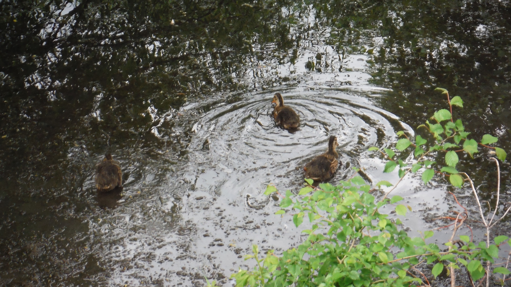 Fujifilm FinePix XP70 XP71 XP75 sample photo. Quack quack photography