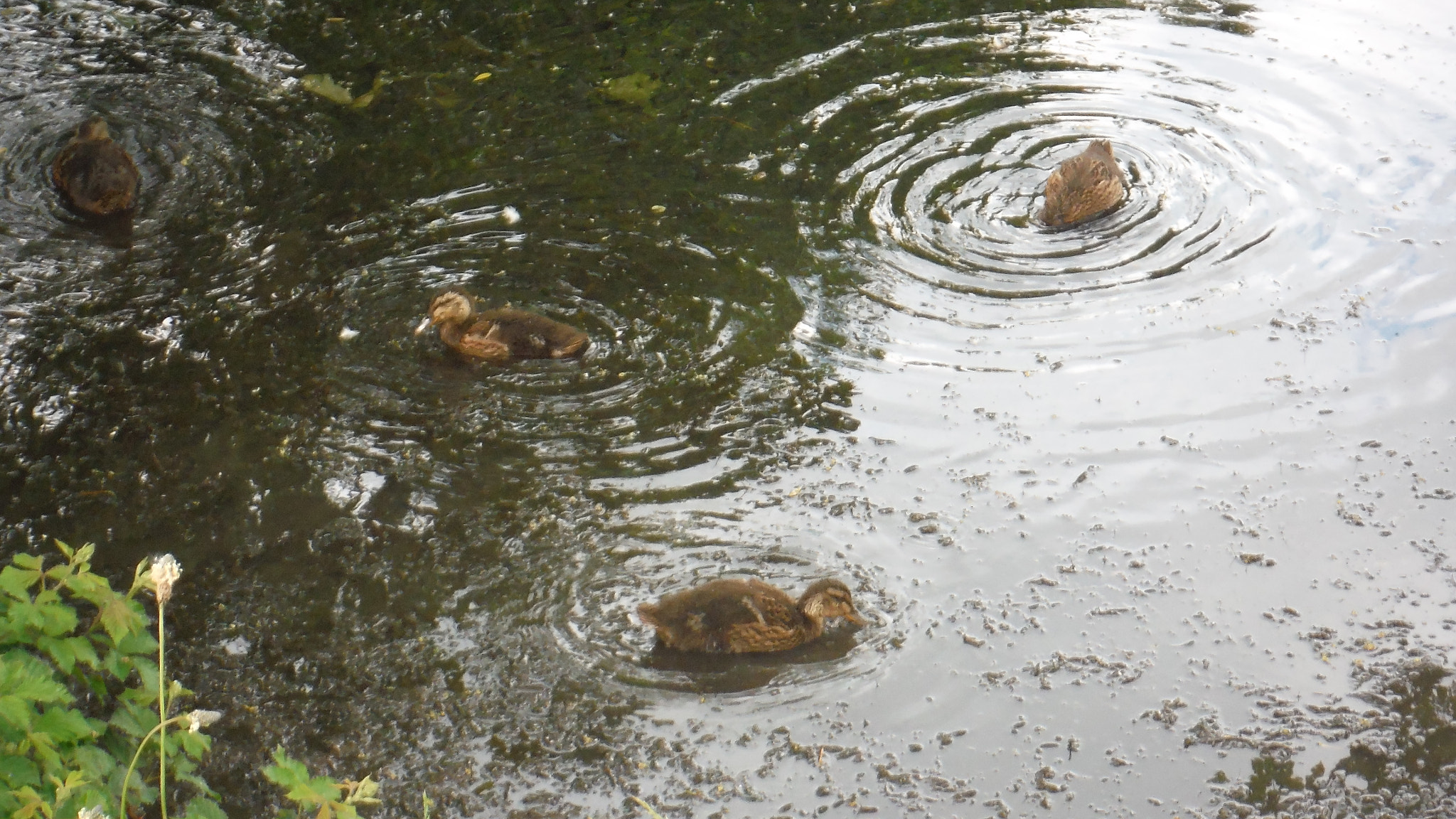 Fujifilm FinePix XP70 XP71 XP75 sample photo. Quack quack photography
