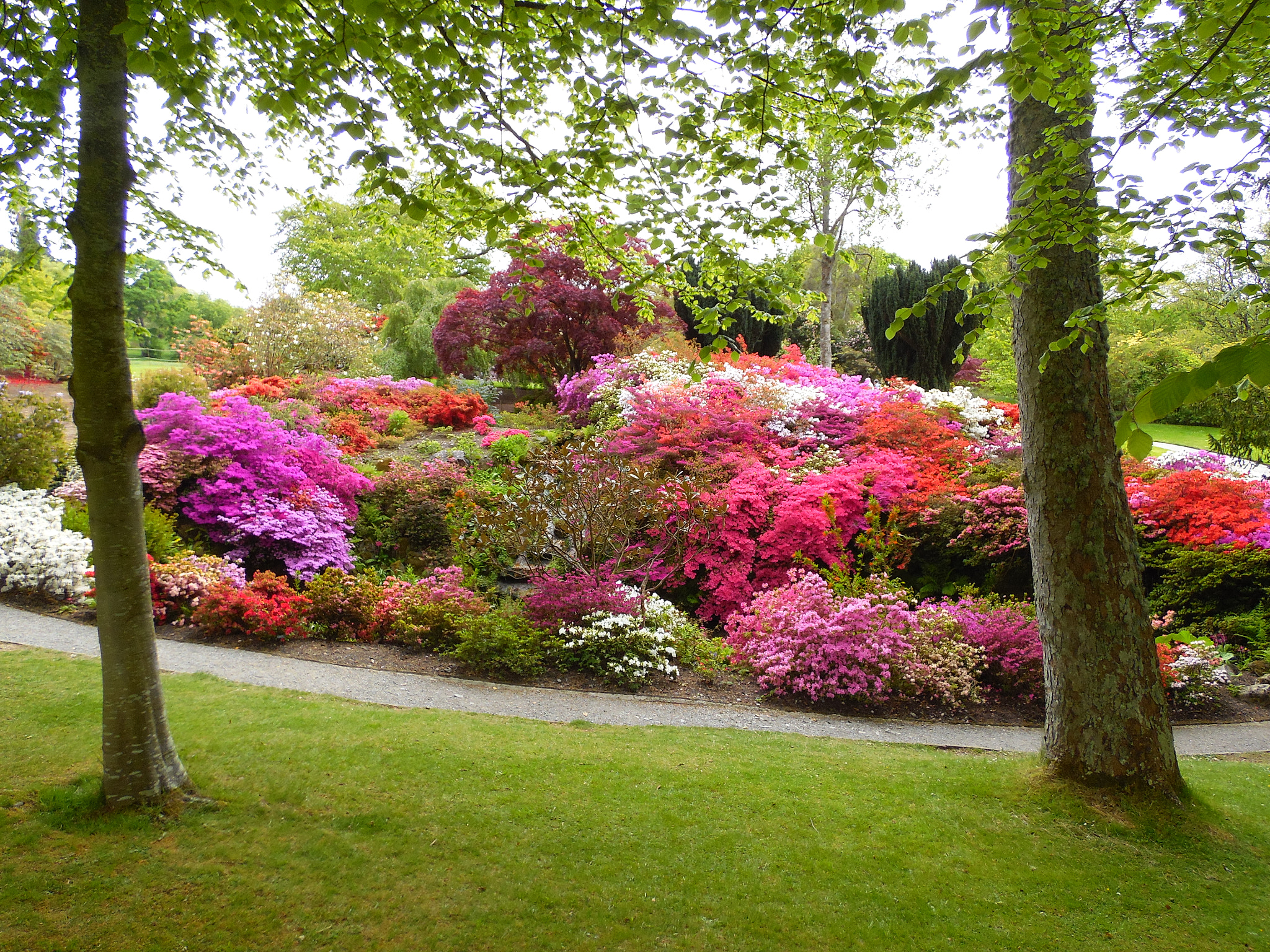 Samsung WB2200F sample photo. Azalea  photography