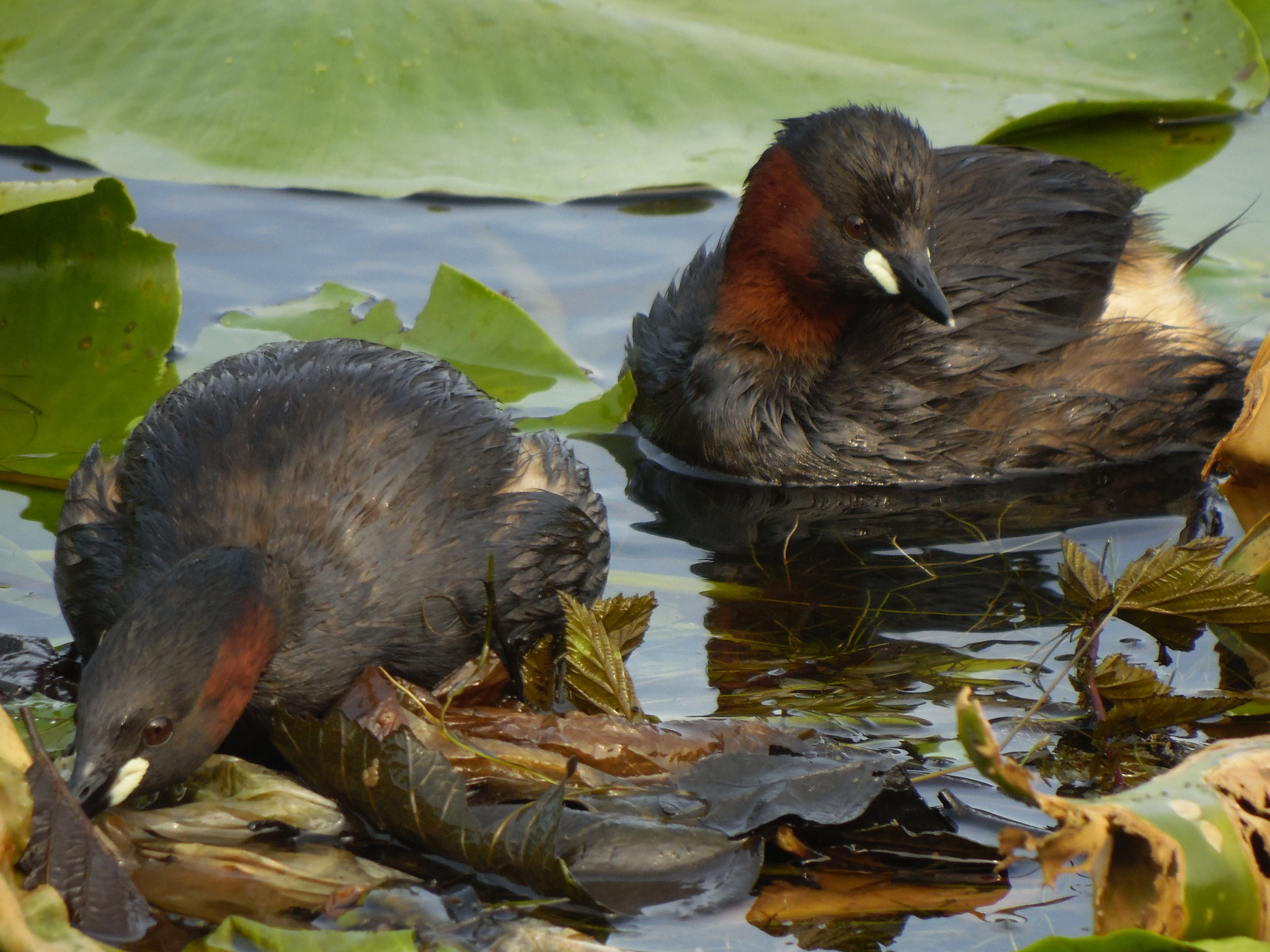 Samsung WB2200F sample photo. Little grebes photography