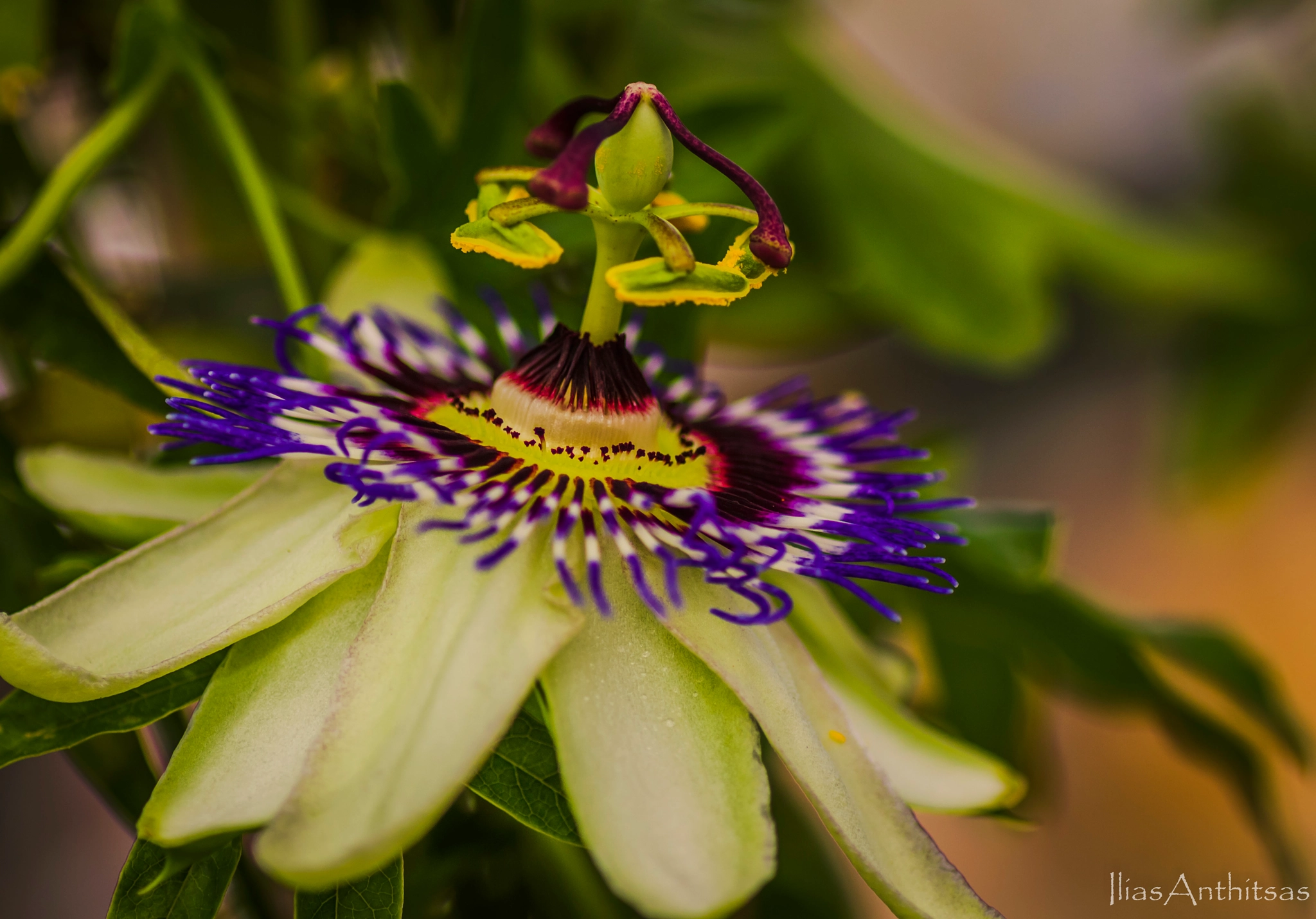 Canon EOS 550D (EOS Rebel T2i / EOS Kiss X4) + Tamron SP AF 90mm F2.8 Di Macro sample photo. Passiflora photography
