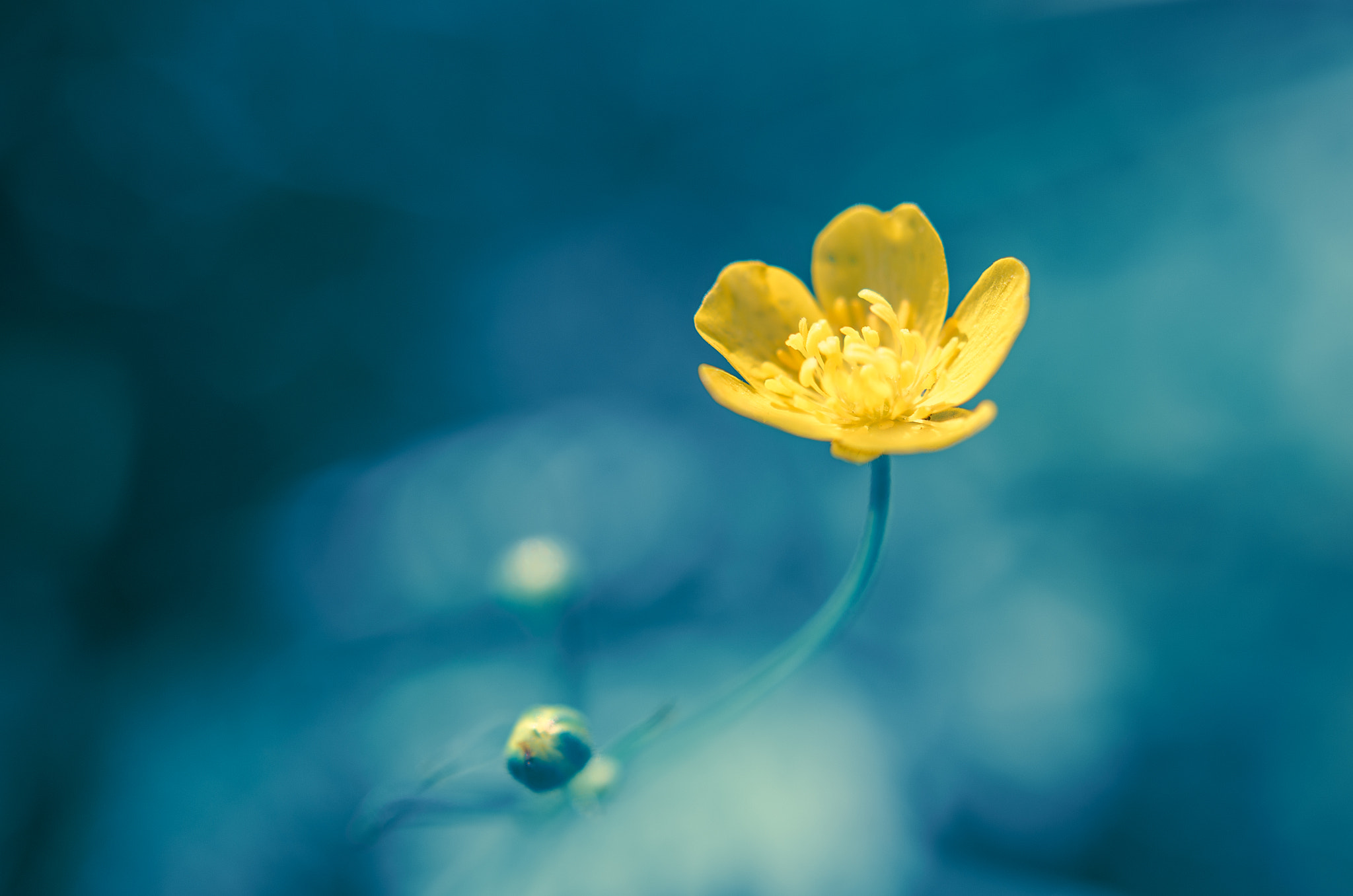 Nikon AF-S Micro-Nikkor 60mm F2.8G ED sample photo. Up to the sun photography