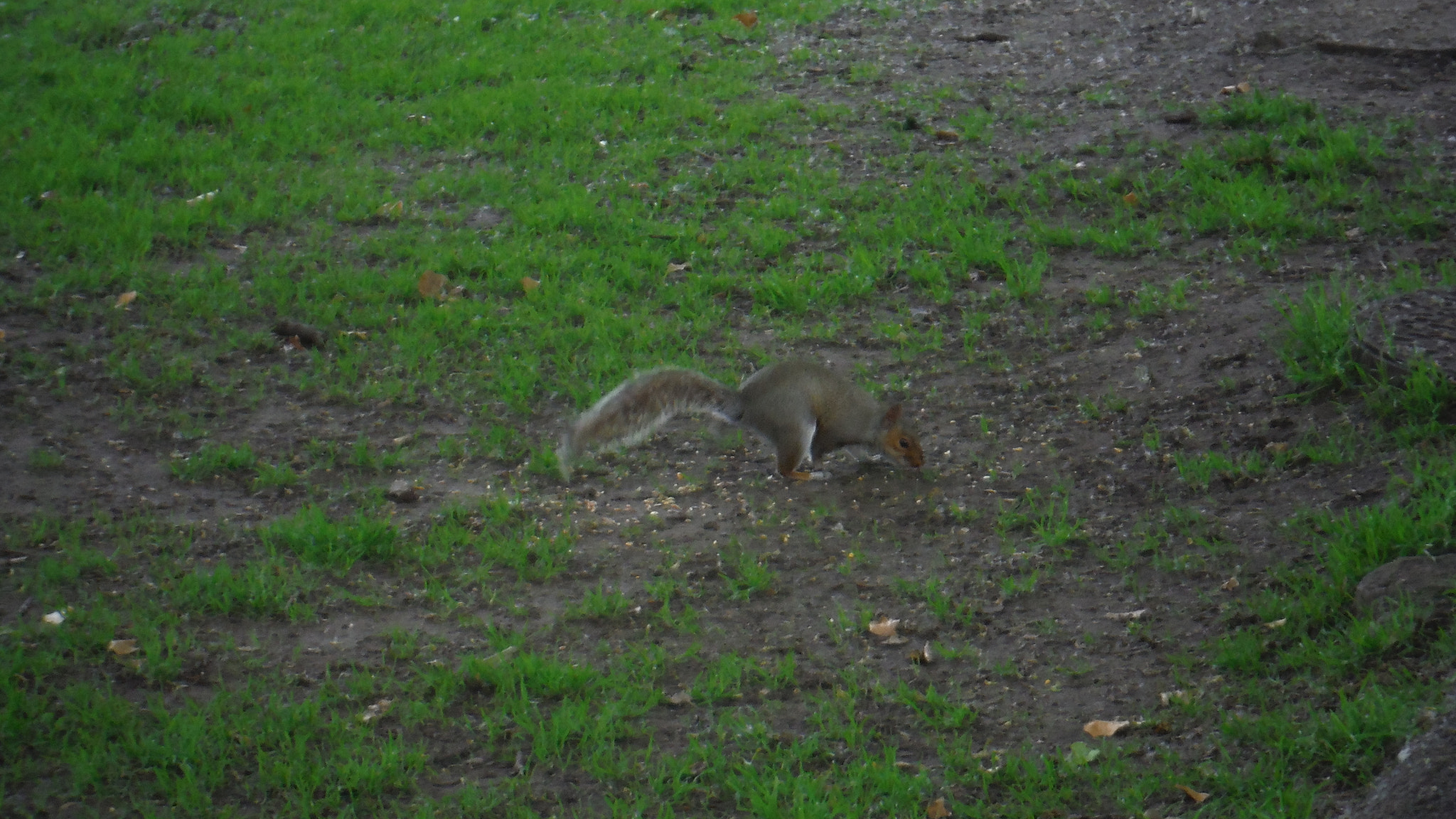 Fujifilm FinePix XP70 XP71 XP75 sample photo. Squirrel photography