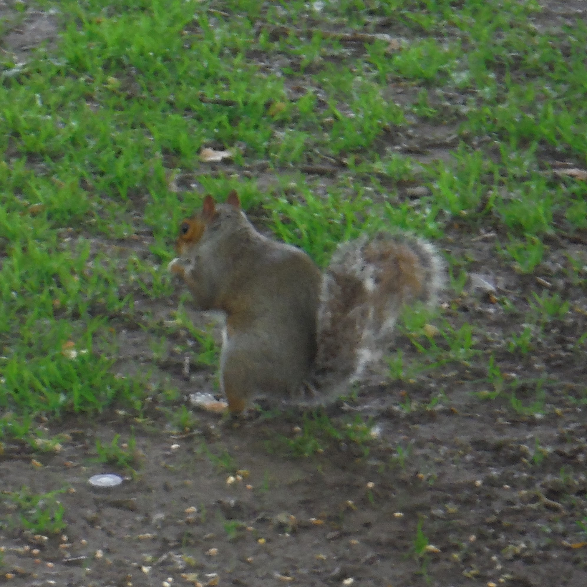 Fujifilm FinePix XP70 XP71 XP75 sample photo. Squirrel photography