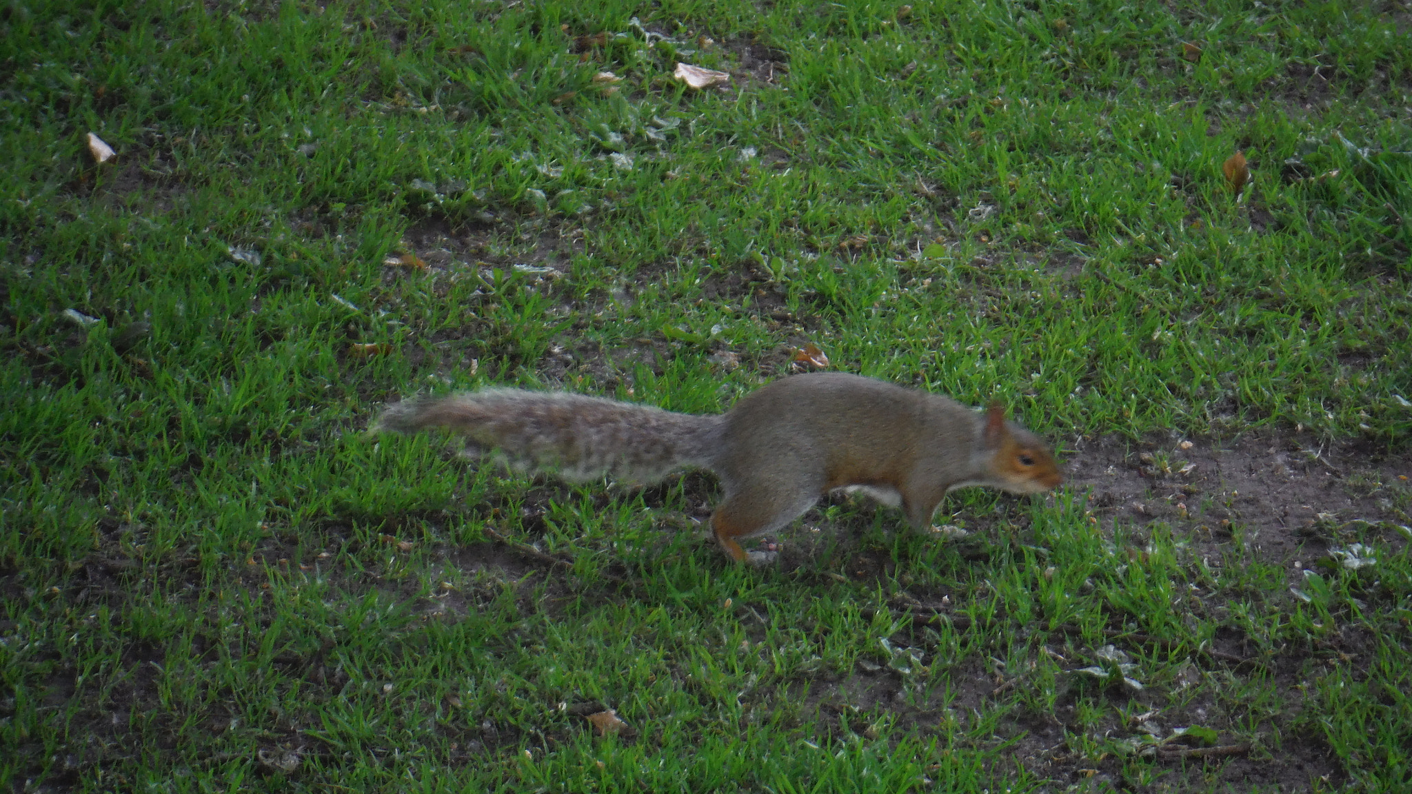Fujifilm FinePix XP70 XP71 XP75 sample photo. Squirrel photography