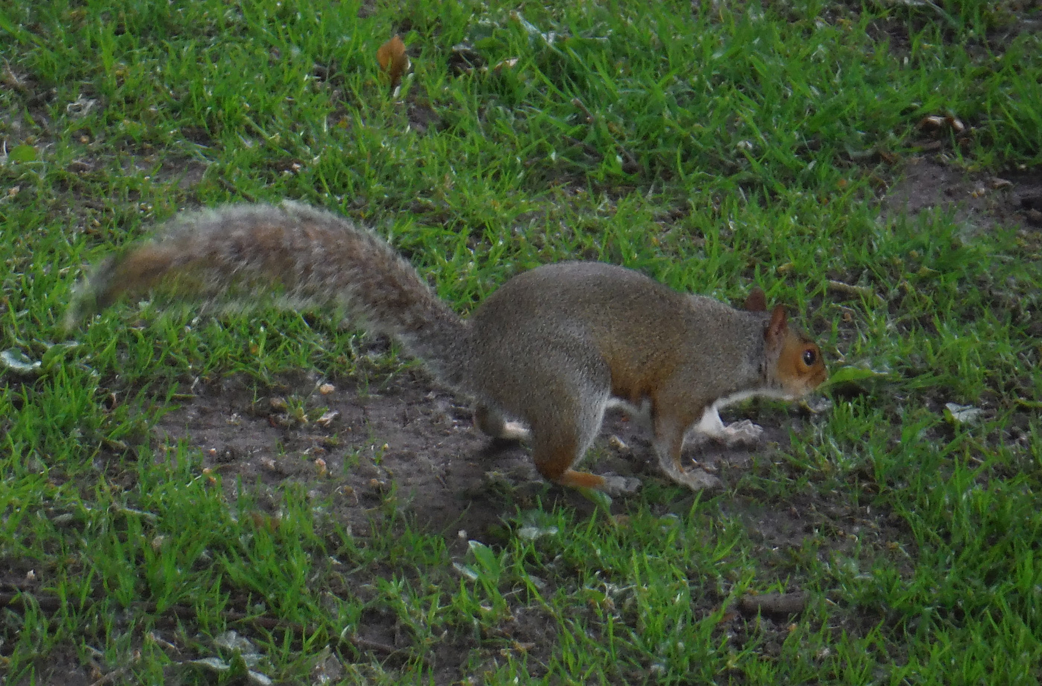 Fujifilm FinePix XP70 XP71 XP75 sample photo. Squirrel photography