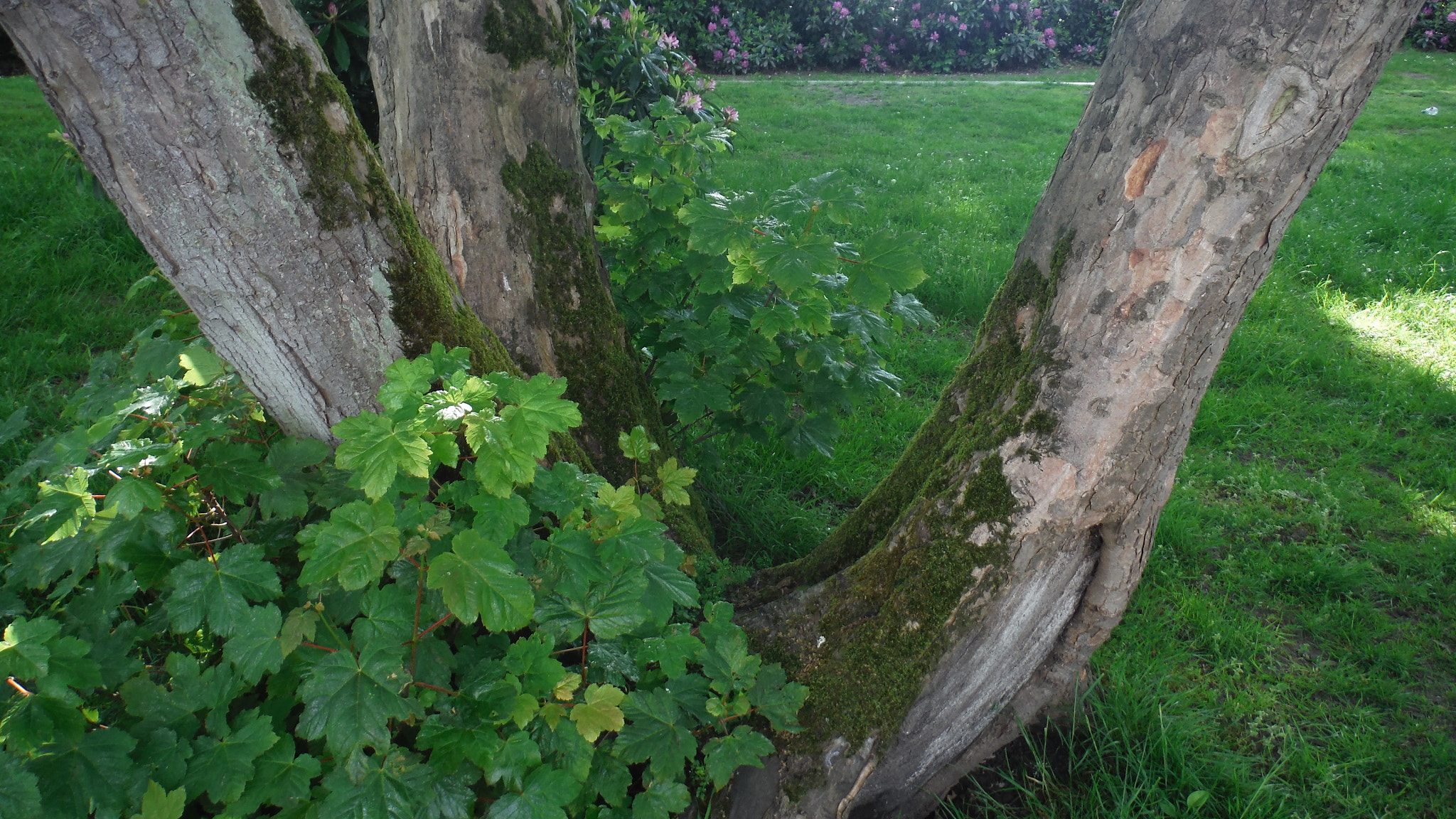 Fujifilm FinePix XP70 XP71 XP75 sample photo. Tree photography