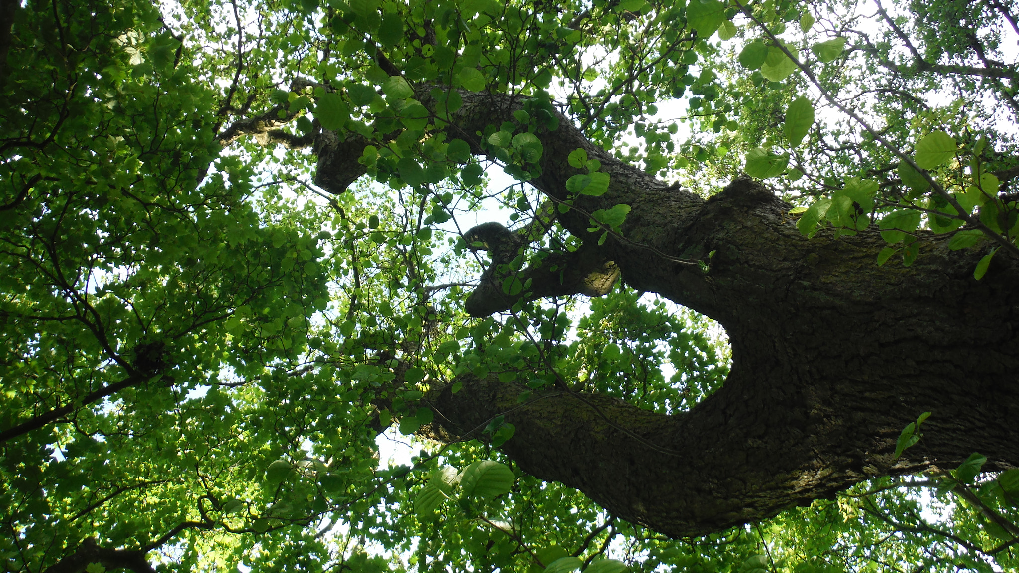 Fujifilm FinePix XP70 XP71 XP75 sample photo. Tree photography