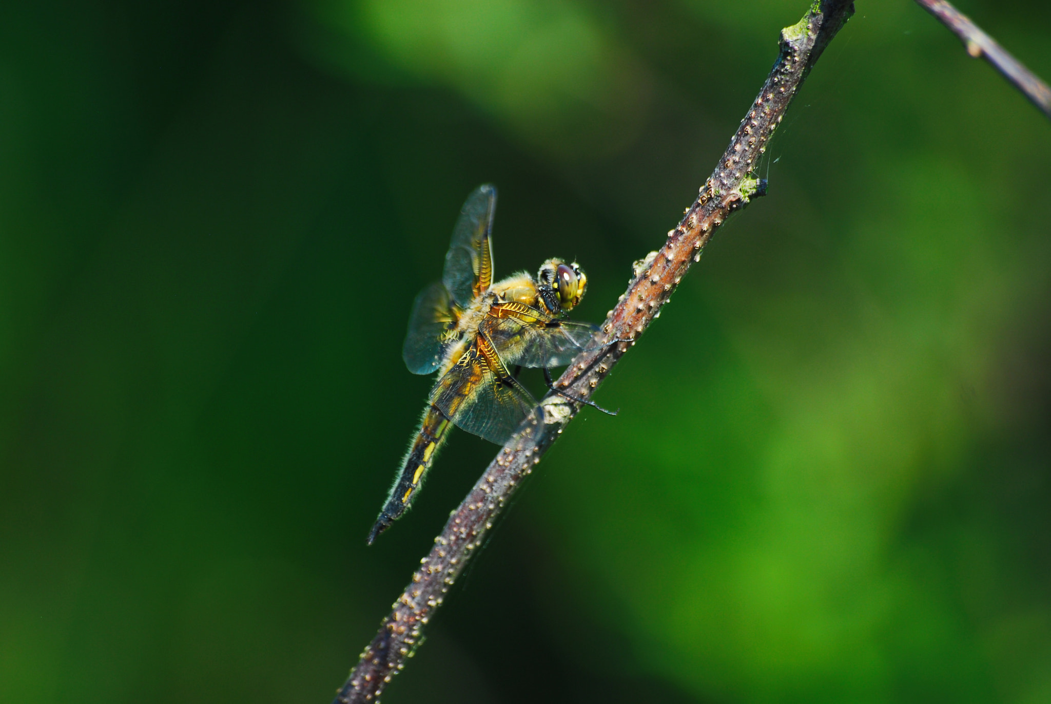 Nikon D200 + Sigma 70-300mm F4-5.6 APO Macro Super II sample photo. Libelle photography