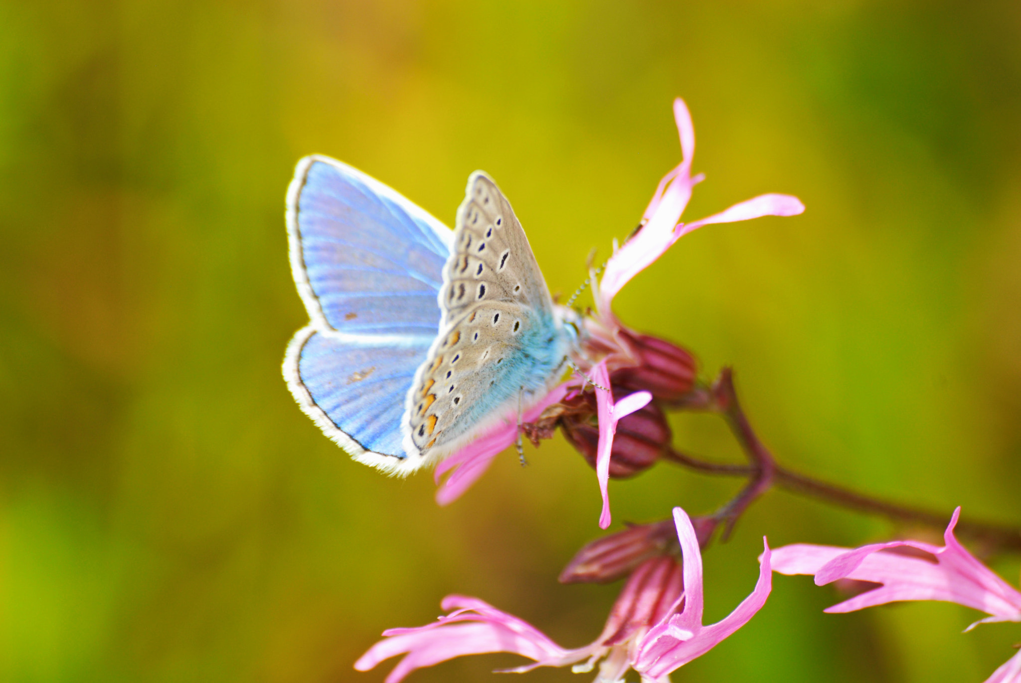 Nikon D200 + Sigma 70-300mm F4-5.6 APO Macro Super II sample photo. Blue photography