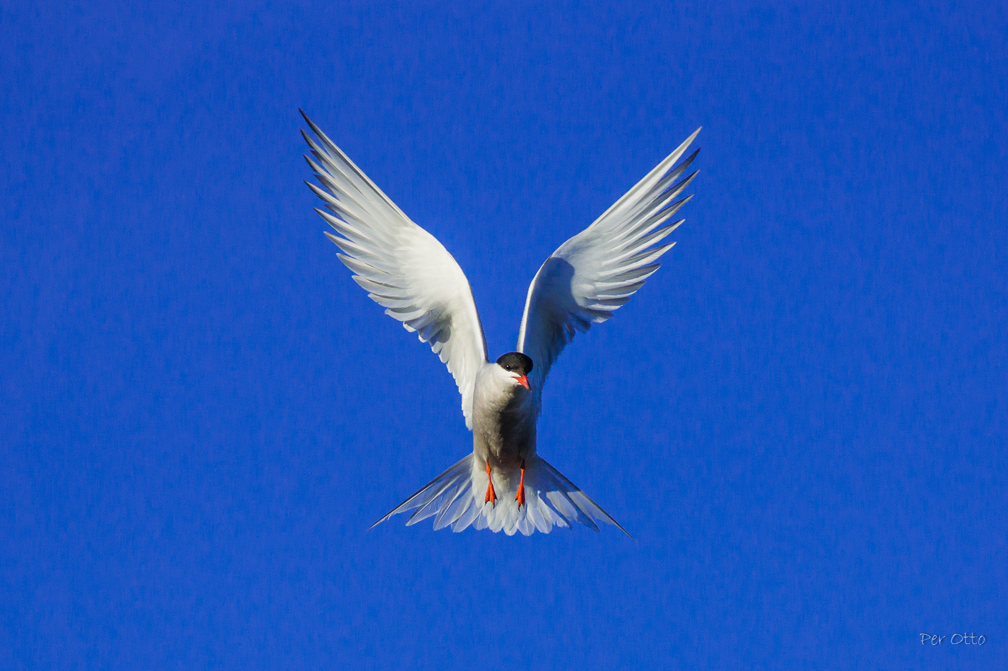 Sony DT 55-300mm F4.5-5.6 SAM sample photo. Fugl fønix photography