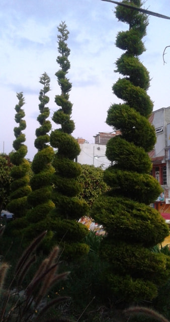 Samsung Galaxy Core Plus sample photo. Jardines photography