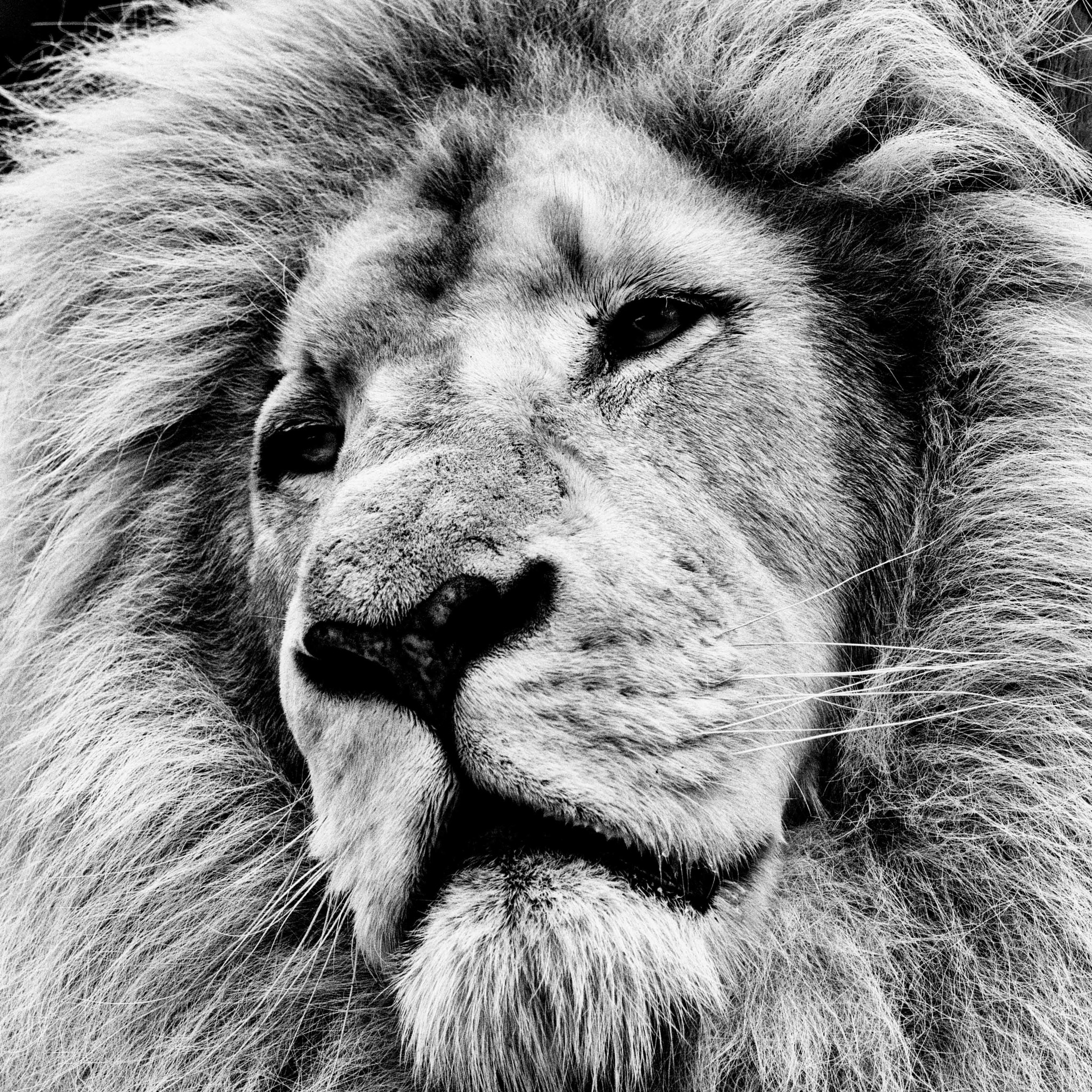 Canon EOS 7D + Canon EF 400mm F5.6L USM sample photo. White lion portrait photography
