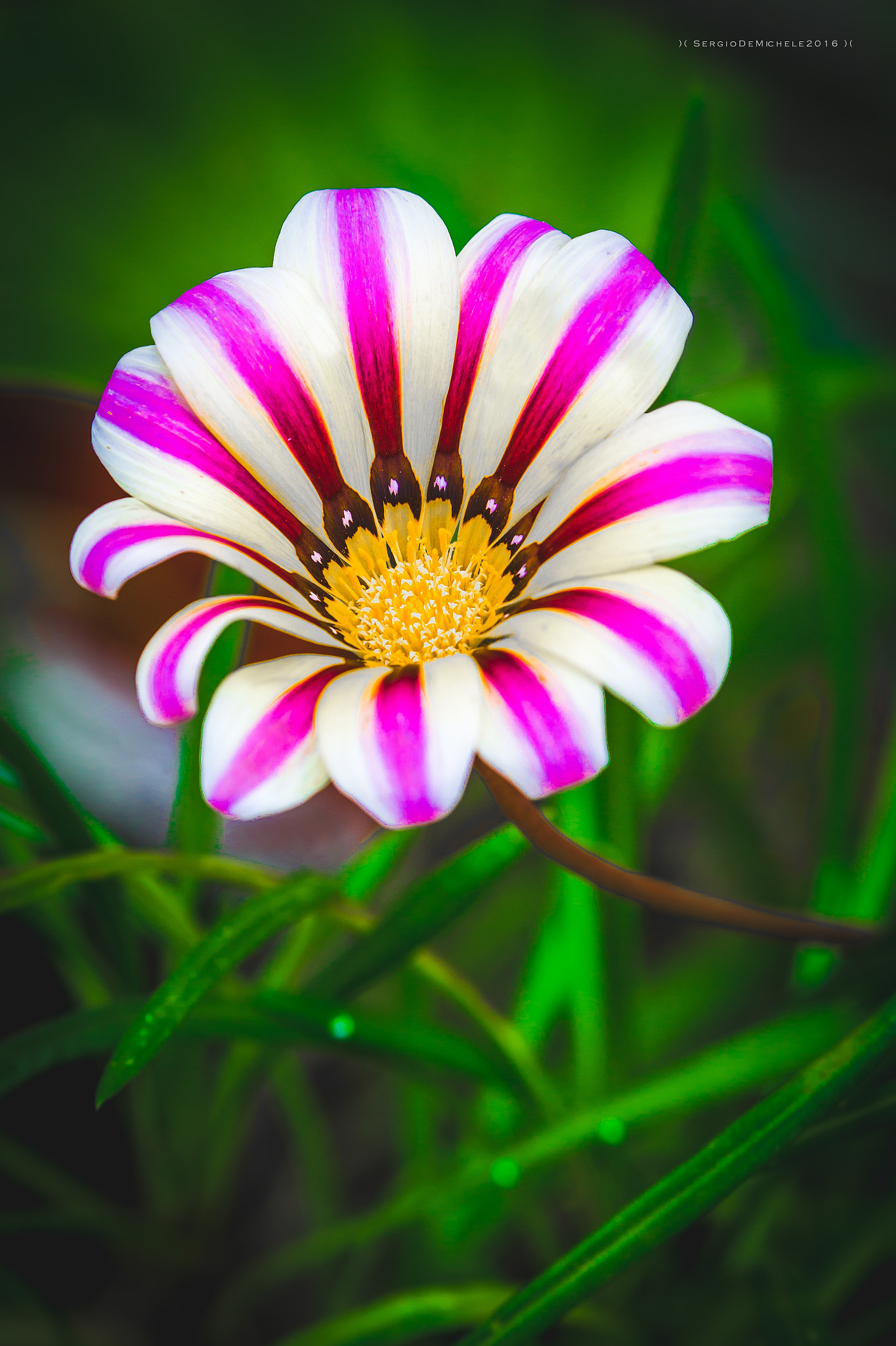 Canon EOS 6D + Canon EF 100-400mm F4.5-5.6L IS II USM sample photo. I don't know the name of this flower photography