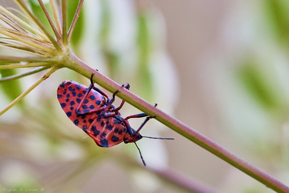 Sony ILCA-77M2 sample photo. Graphosoma lineatum photography
