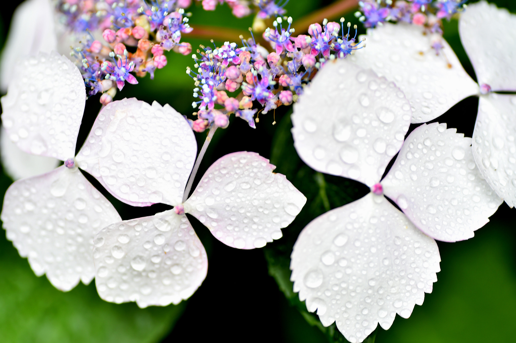 Nikon D4S sample photo. Hydrangea and raindrop photography