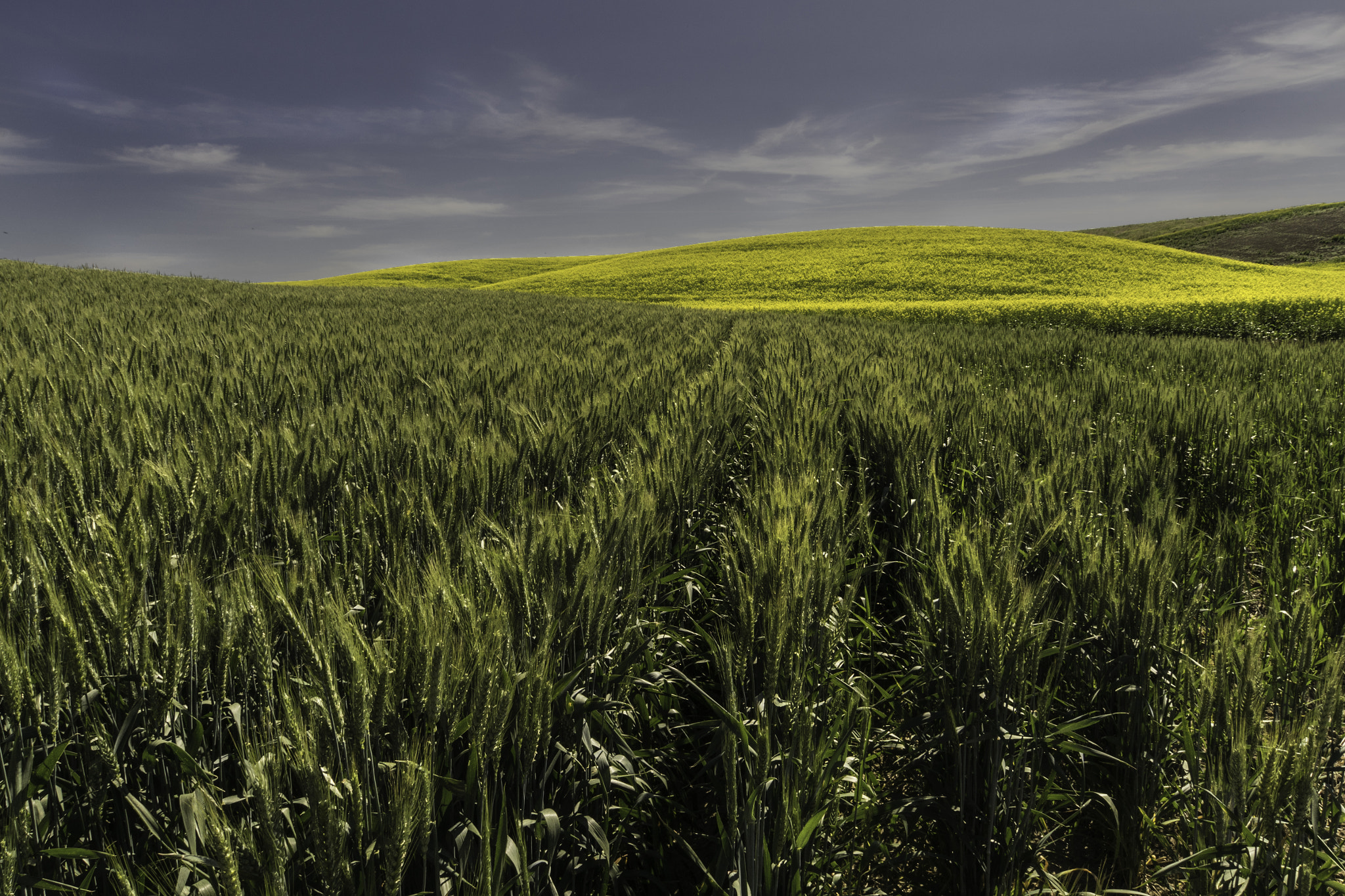 Sony a7R sample photo. Wheat to canola photography
