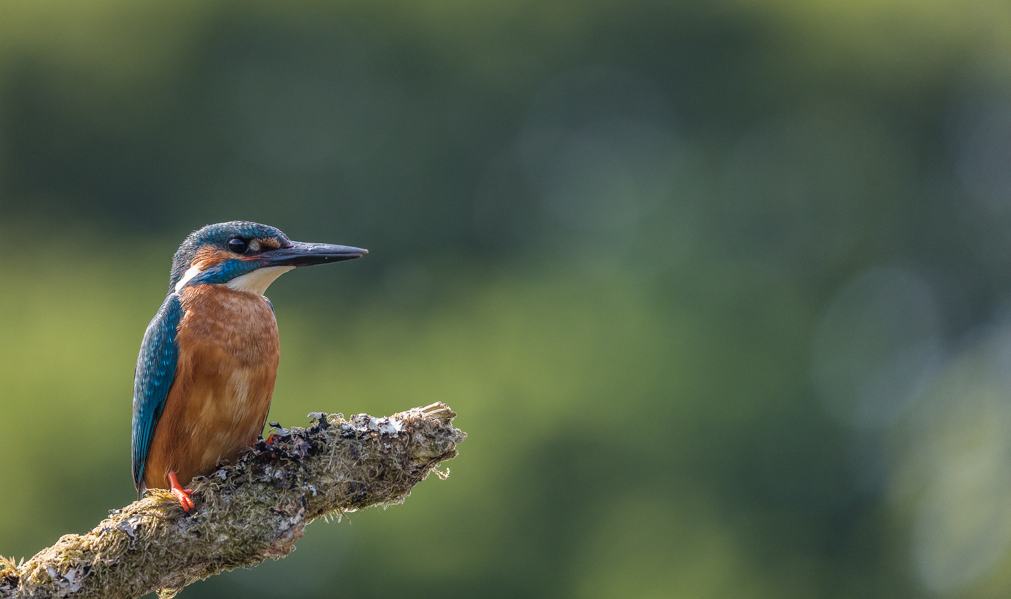 Canon EF 100-400mm F4.5-5.6L IS II USM sample photo. Common kingfisher photography