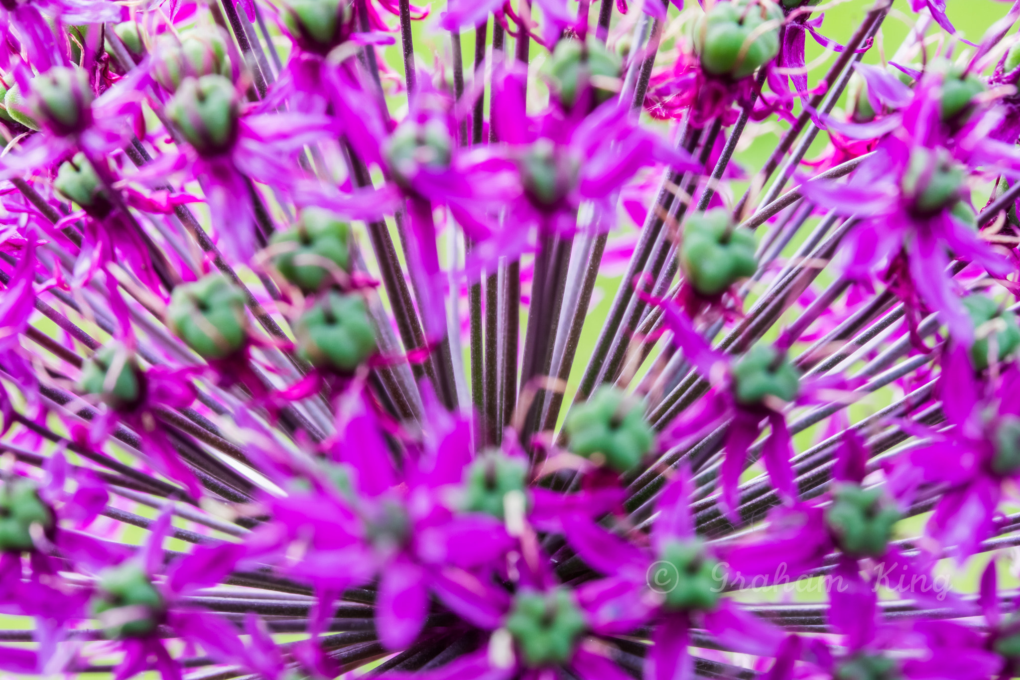 Canon EF-S 60mm F2.8 Macro USM sample photo. Allium stalks 2 photography