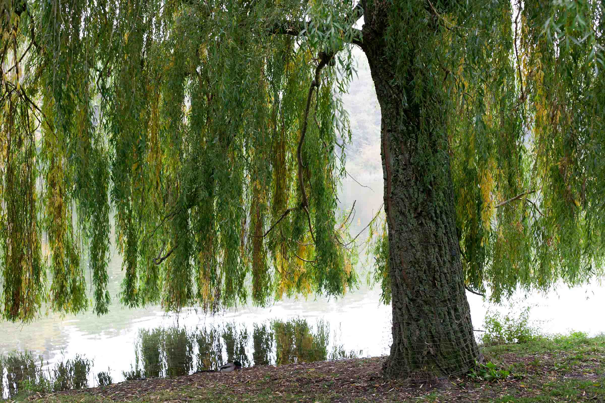 Canon EOS-1Ds + Canon EF 50mm F1.8 II sample photo. Trauerweide am wasser  photography