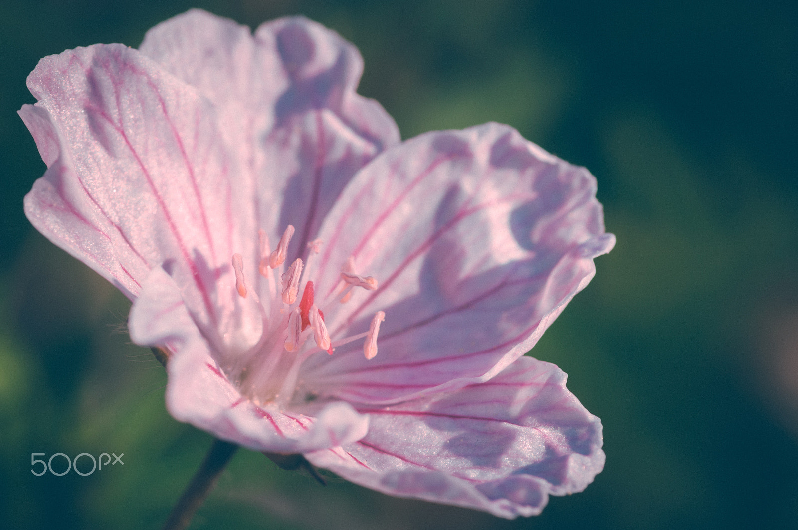 Pentax smc D-FA 100mm F2.8 macro sample photo. Pinky... photography